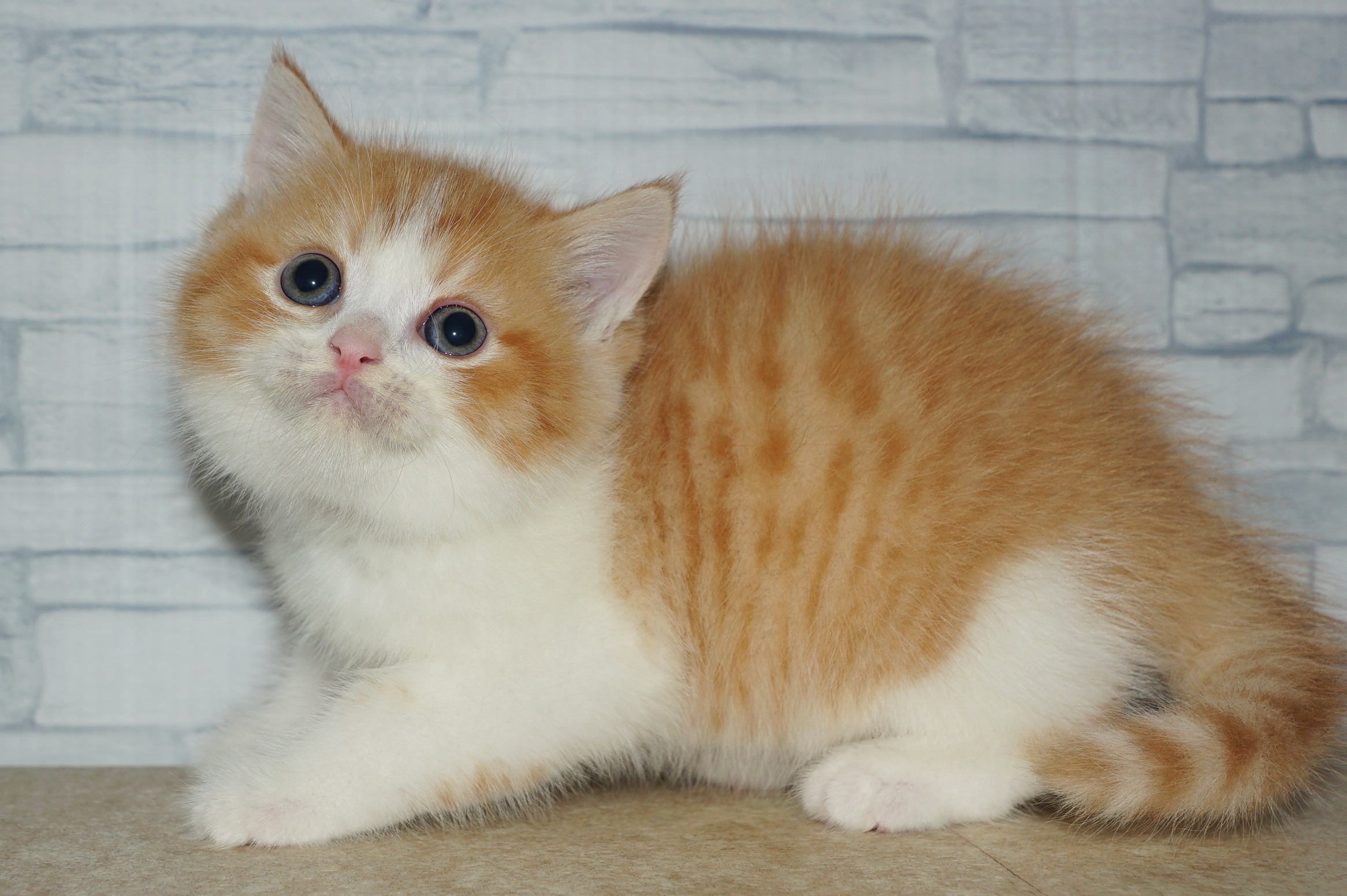 神奈川県のマンチカン (きくちペット湘南平塚店/2025年11月8日生まれ/男の子/レッドタビーホワイト)の子猫の3枚目の画像