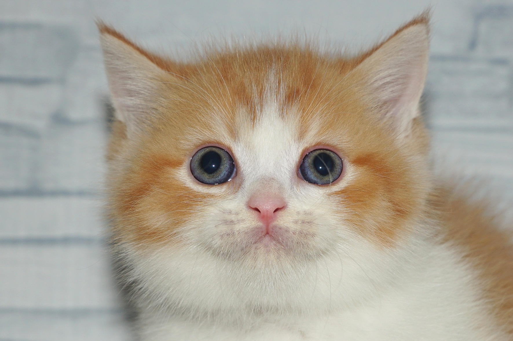 神奈川県のマンチカン (きくちペット湘南平塚店/2025年11月8日生まれ/男の子/レッドタビーホワイト)の子猫の1枚目の画像