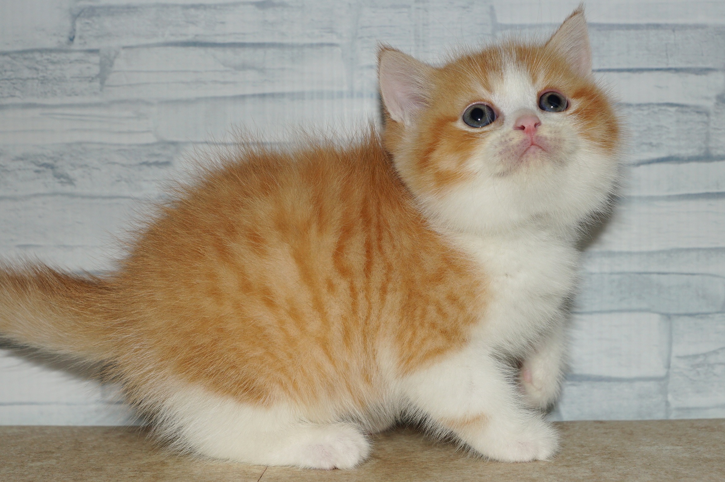 神奈川県のマンチカン (きくちペット湘南平塚店/2025年11月8日生まれ/男の子/レッドタビーホワイト)の子猫の4枚目の画像