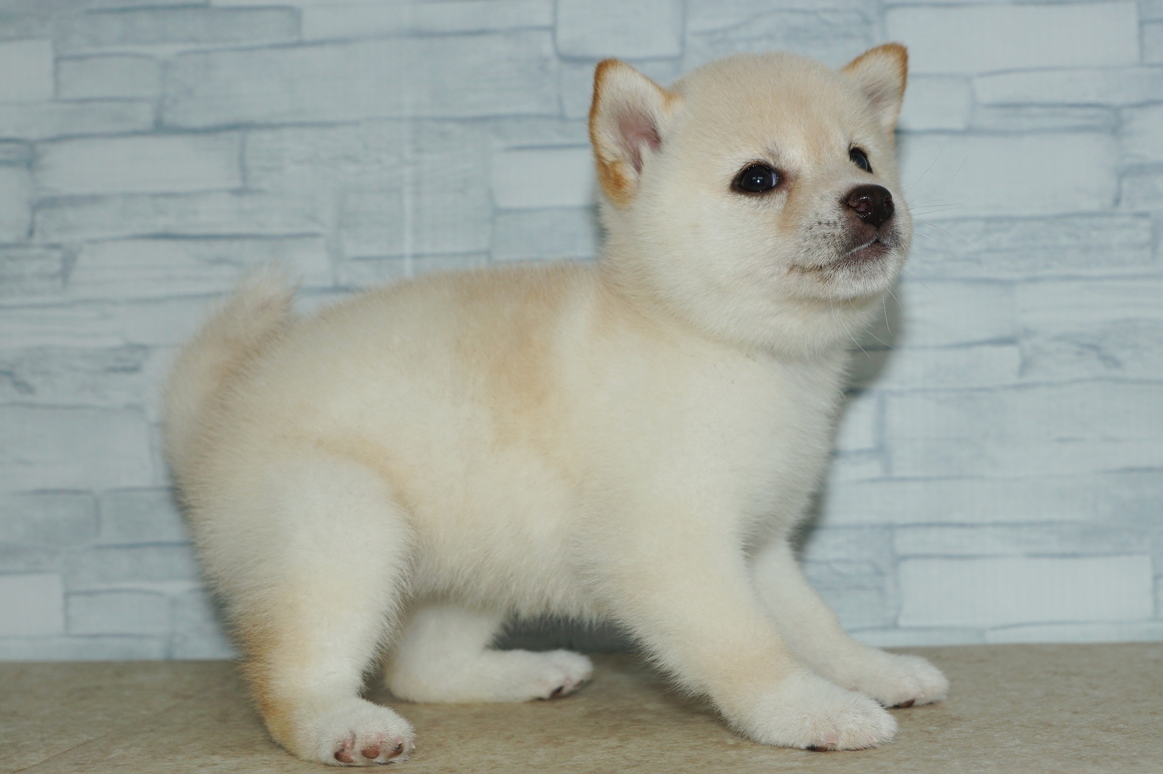 神奈川県の豆柴 (きくちペット湘南平塚店/2025年11月5日生まれ/女の子/白)の子犬の4枚目の画像