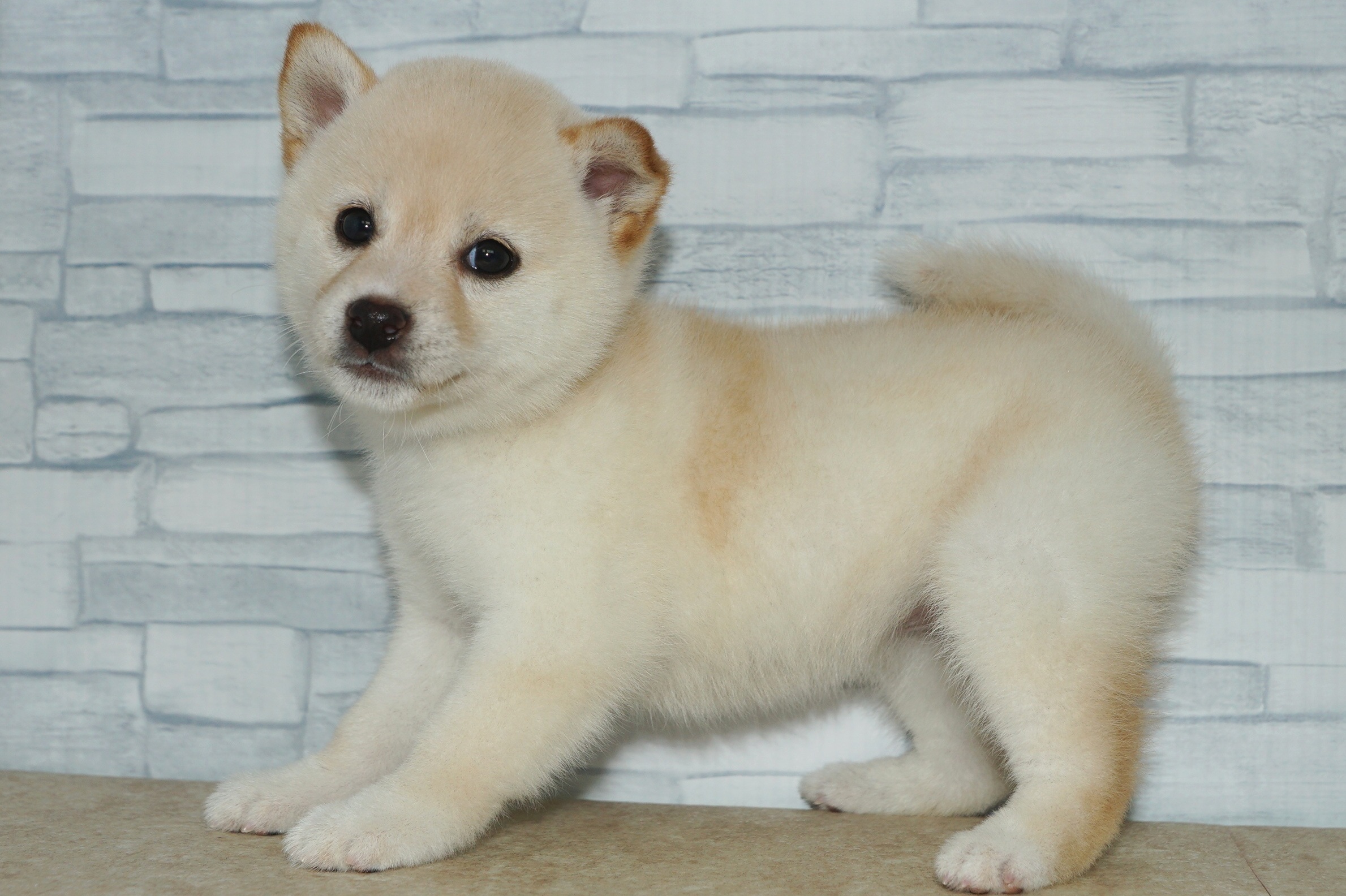 神奈川県の豆柴 (きくちペット湘南平塚店/2025年11月5日生まれ/女の子/白)の子犬の3枚目の画像