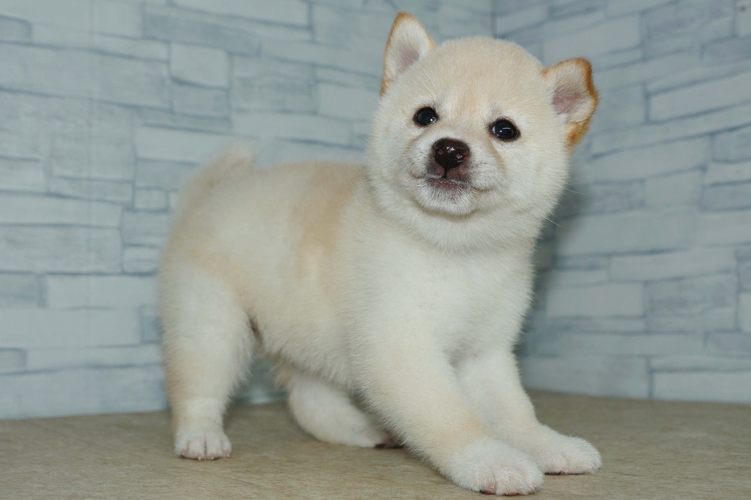 神奈川県の豆柴 (きくちペット湘南平塚店/2025年11月5日生まれ/女の子/白)の子犬の2枚目の画像