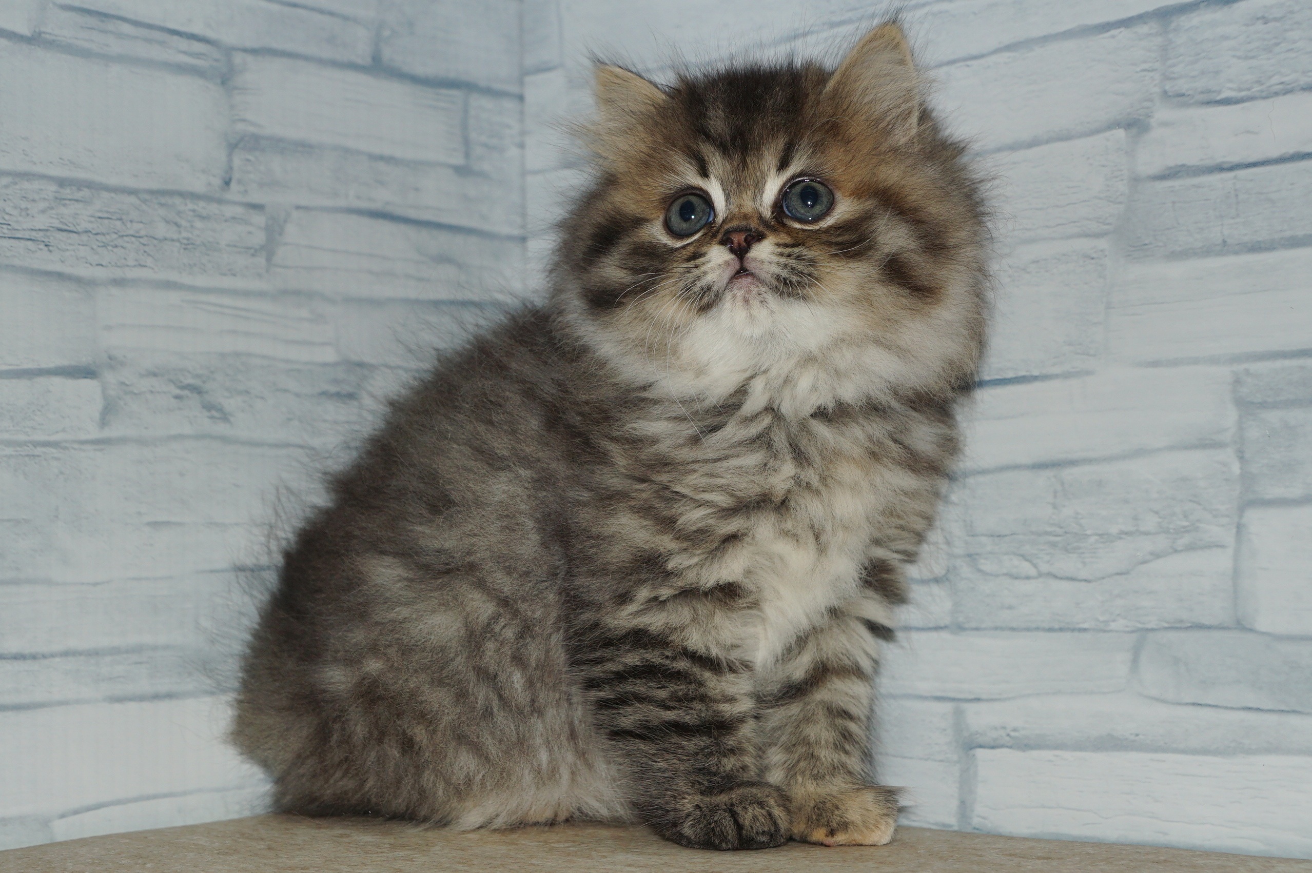 神奈川県のスコティッシュフォールド (きくちペット湘南平塚店/2025年11月12日生まれ/女の子/ブラウンスポットタビー)の子猫の3枚目の画像