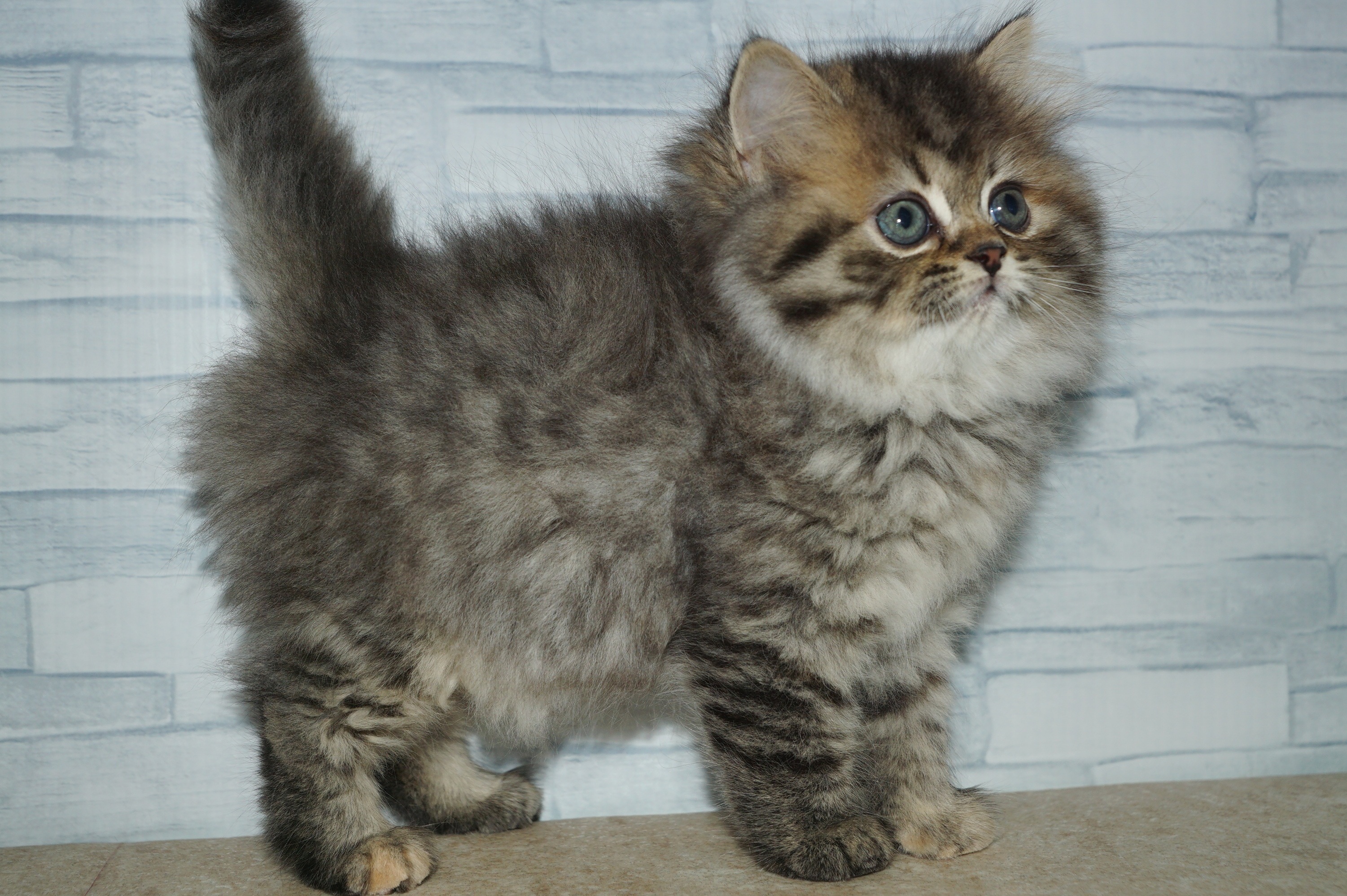 神奈川県のスコティッシュフォールド (きくちペット湘南平塚店/2025年11月12日生まれ/女の子/ブラウンスポットタビー)の子猫の4枚目の画像