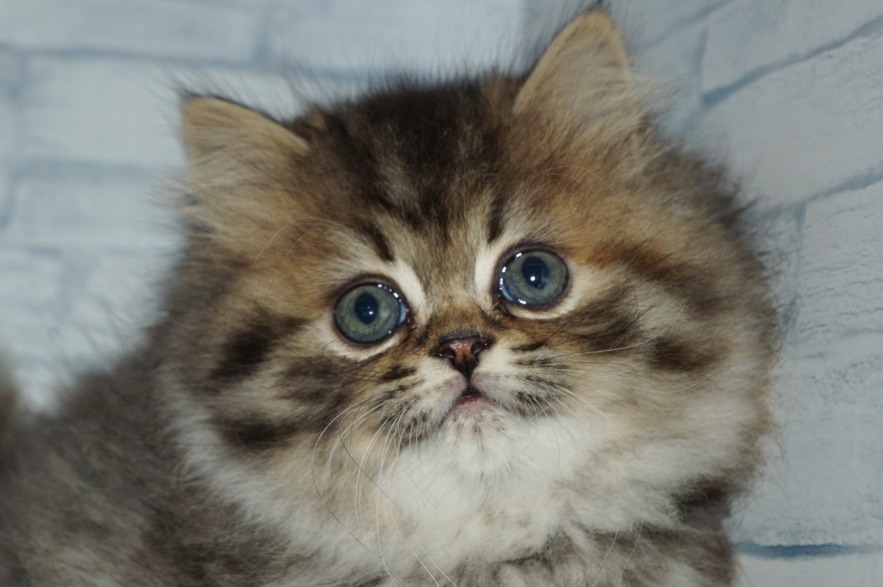 神奈川県のスコティッシュフォールド (きくちペット湘南平塚店/2025年11月12日生まれ/女の子/ブラウンスポットタビー)の子猫の1枚目の画像