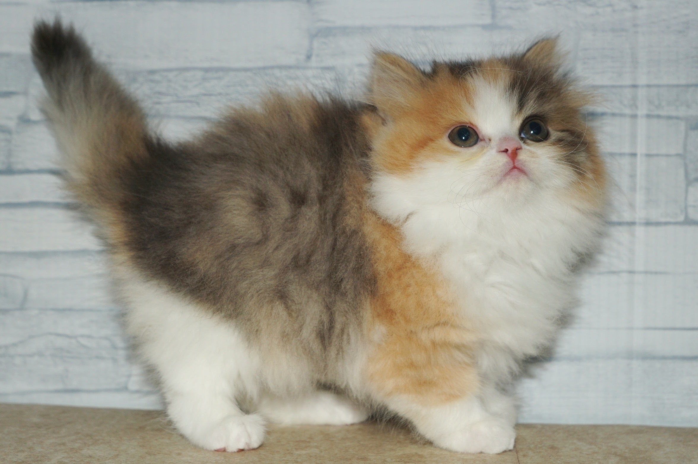 神奈川県のスコティッシュフォールド (きくちペット湘南平塚店/2025年11月12日生まれ/女の子/キャリコ)の子猫の4枚目の画像