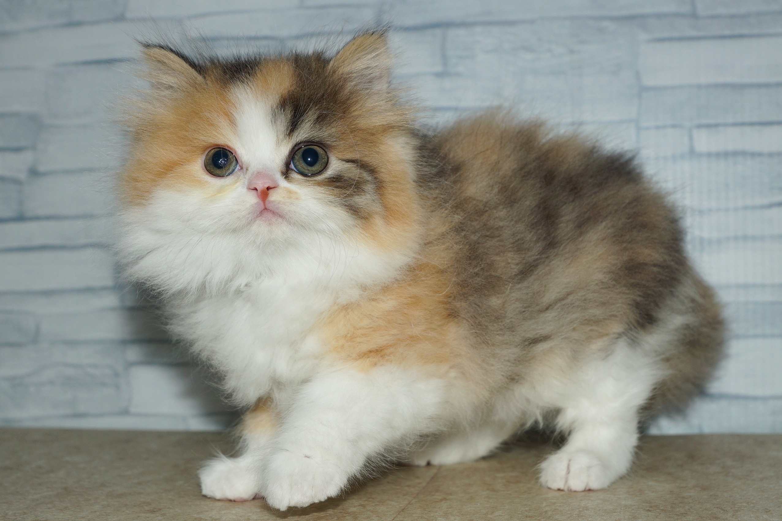 神奈川県のスコティッシュフォールド (きくちペット湘南平塚店/2025年11月12日生まれ/女の子/キャリコ)の子猫の2枚目の画像