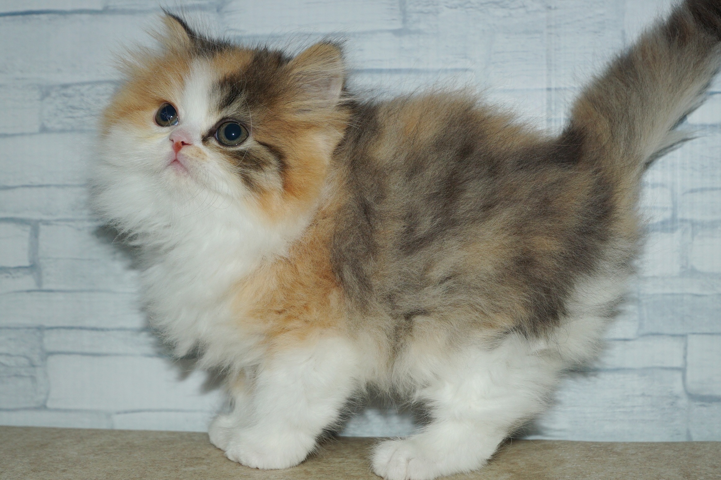 神奈川県のスコティッシュフォールド (きくちペット湘南平塚店/2025年11月12日生まれ/女の子/キャリコ)の子猫の3枚目の画像