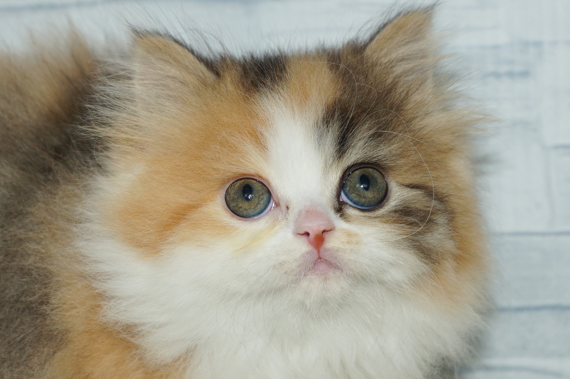 神奈川県のスコティッシュフォールド (きくちペット湘南平塚店/2025年11月12日生まれ/女の子/キャリコ)の子猫の1枚目の画像