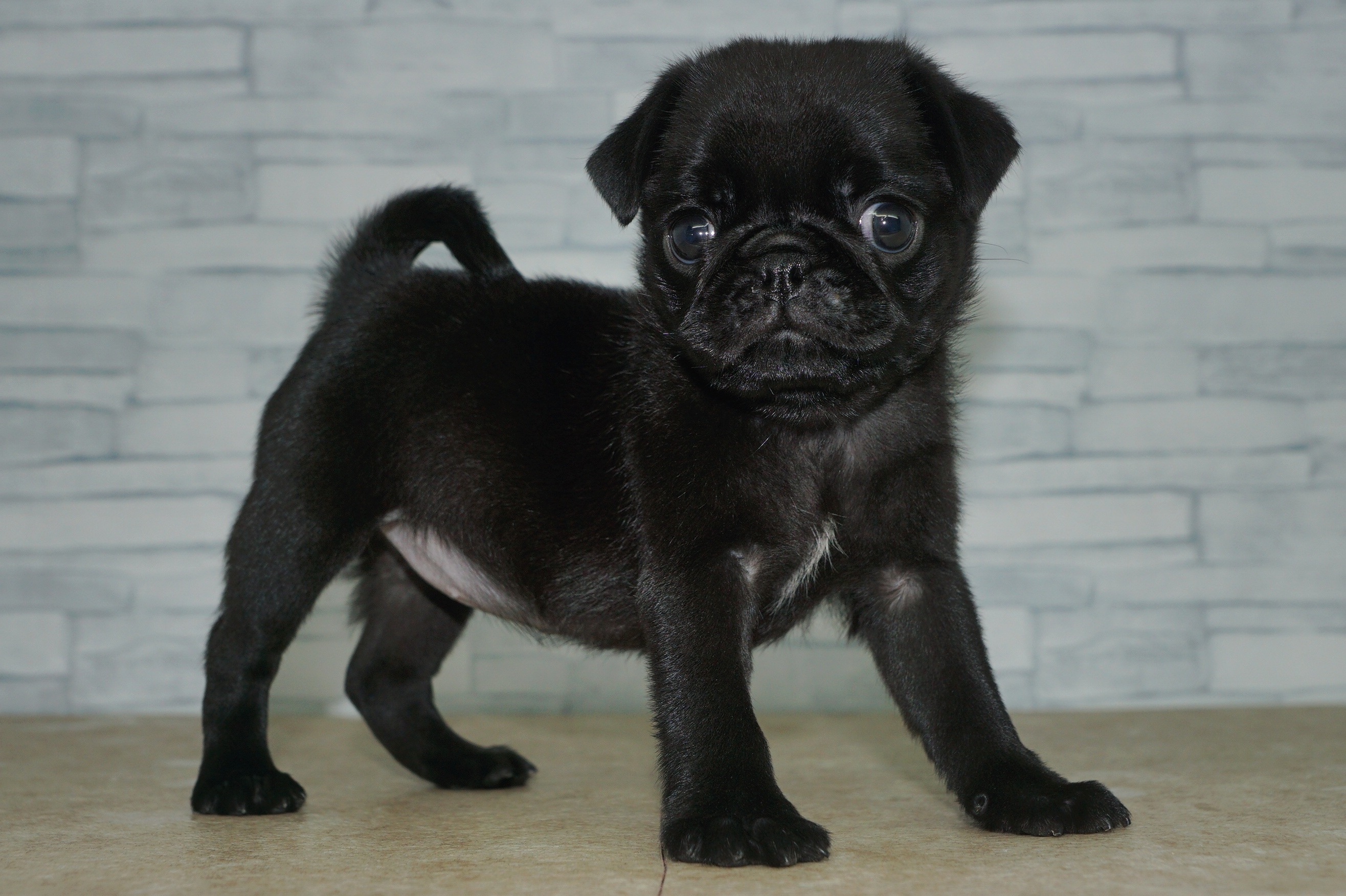 神奈川県のパグ (きくちペット湘南平塚店/2025年11月11日生まれ/女の子/ブラック)の子犬の3枚目の画像