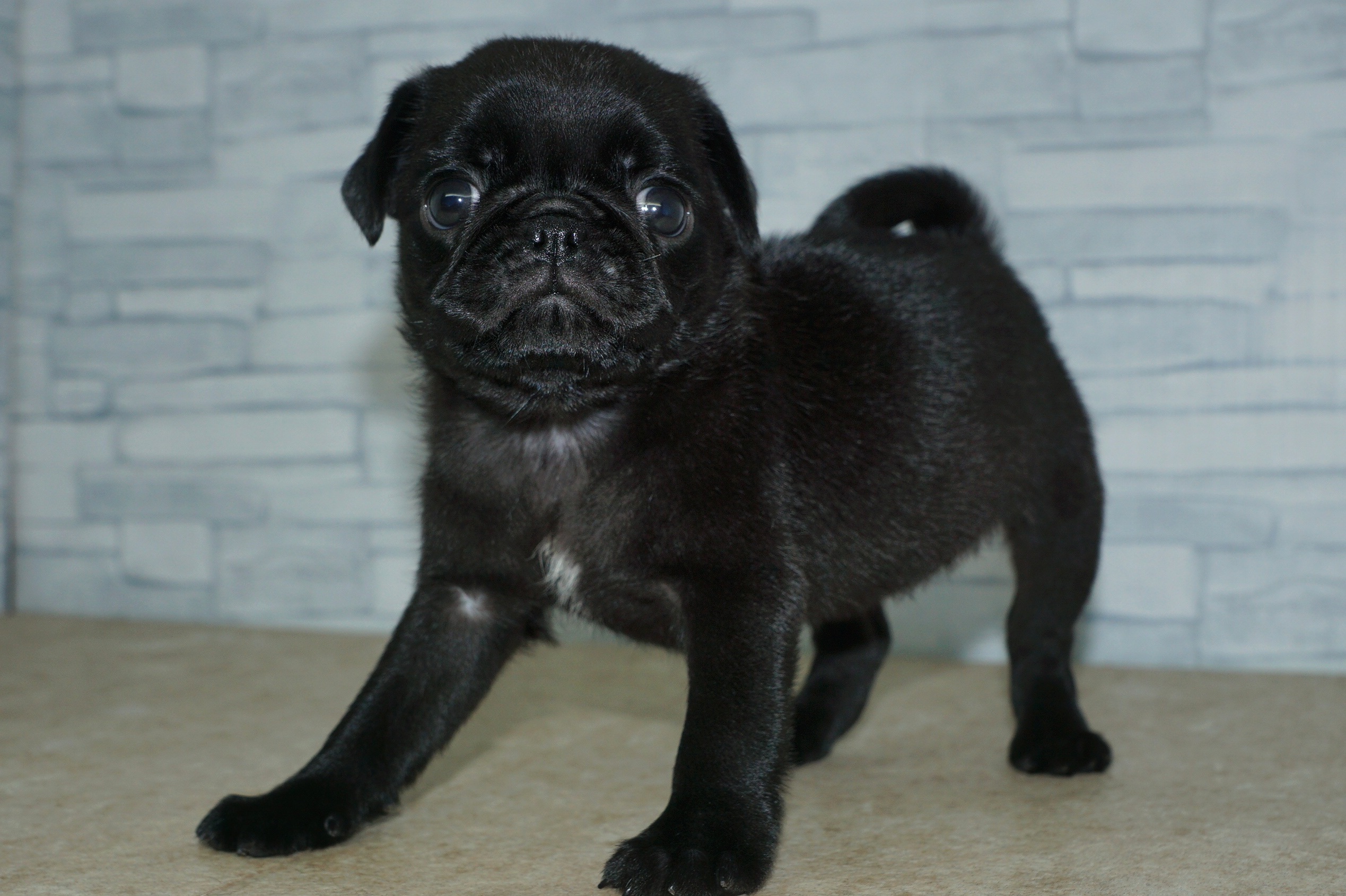 神奈川県のパグ (きくちペット湘南平塚店/2025年11月11日生まれ/女の子/ブラック)の子犬の4枚目の画像