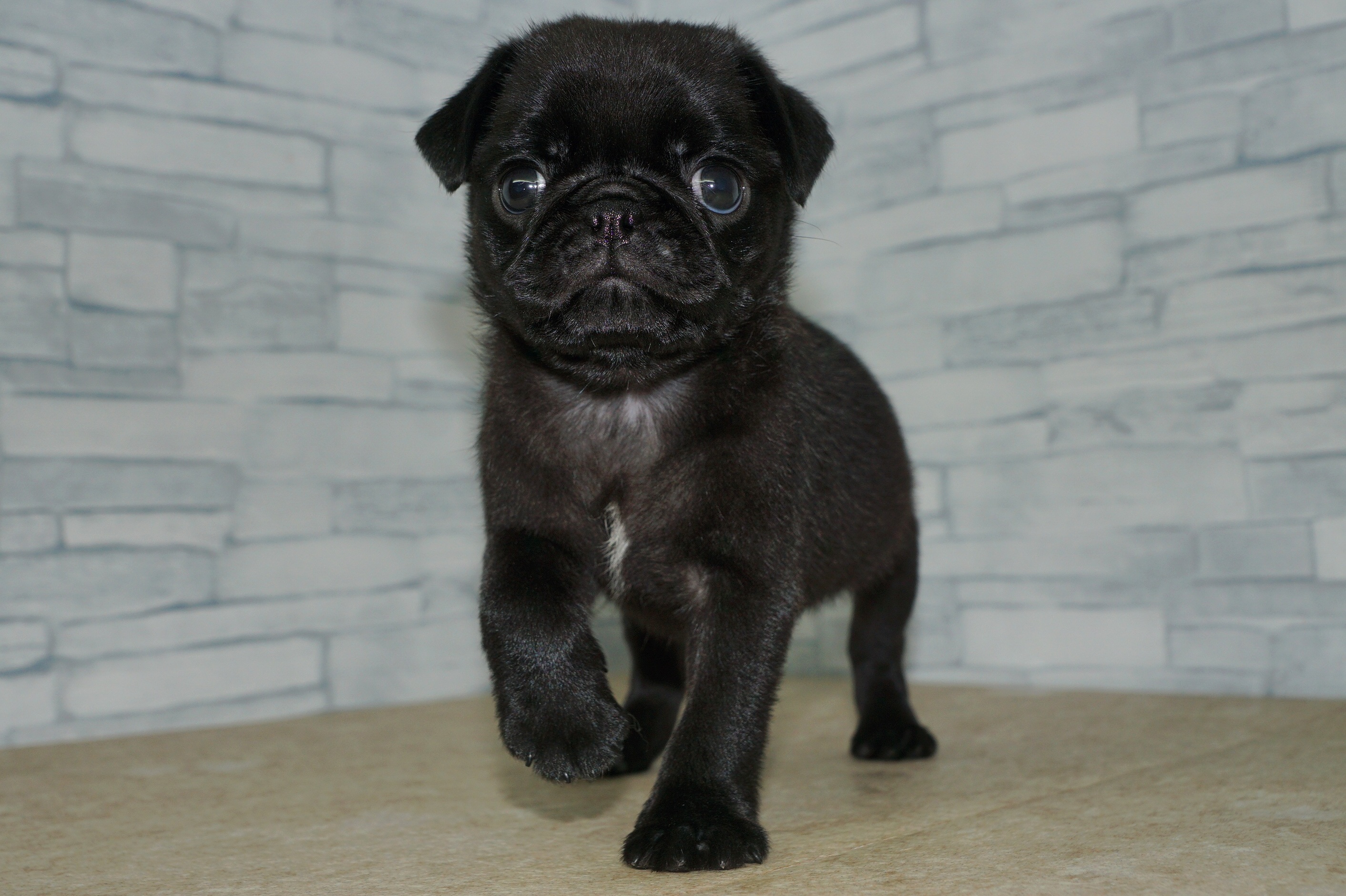 神奈川県のパグ (きくちペット湘南平塚店/2025年11月11日生まれ/女の子/ブラック)の子犬の2枚目の画像