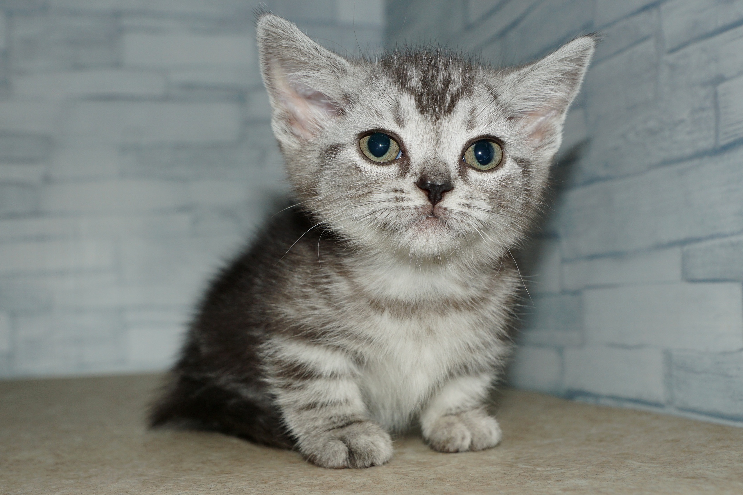 神奈川県のマンチカン (きくちペット湘南平塚店/2025年11月13日生まれ/女の子/シルバータビー)の子猫の2枚目の画像