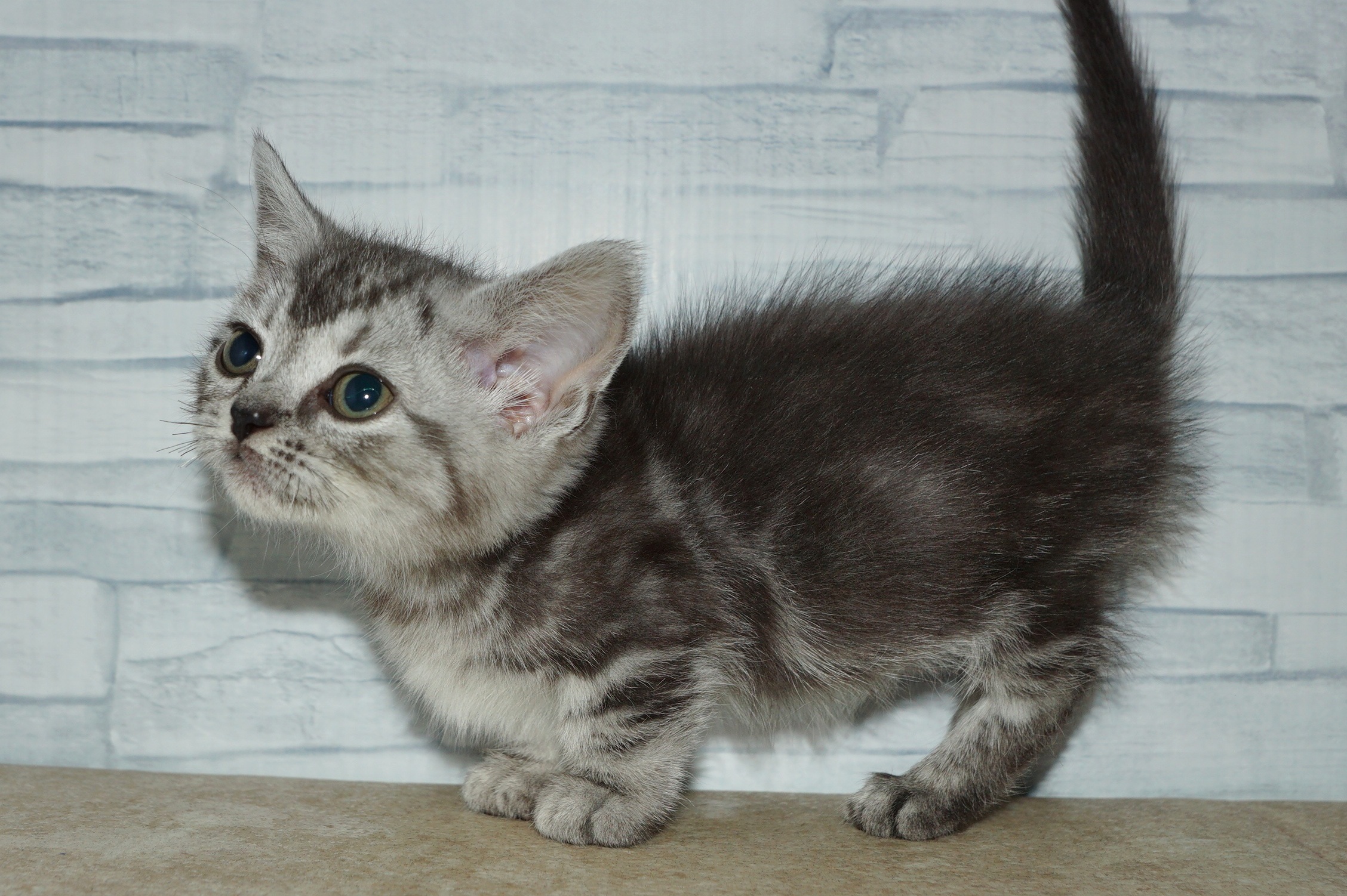 神奈川県のマンチカン (きくちペット湘南平塚店/2025年11月13日生まれ/女の子/シルバータビー)の子猫の3枚目の画像