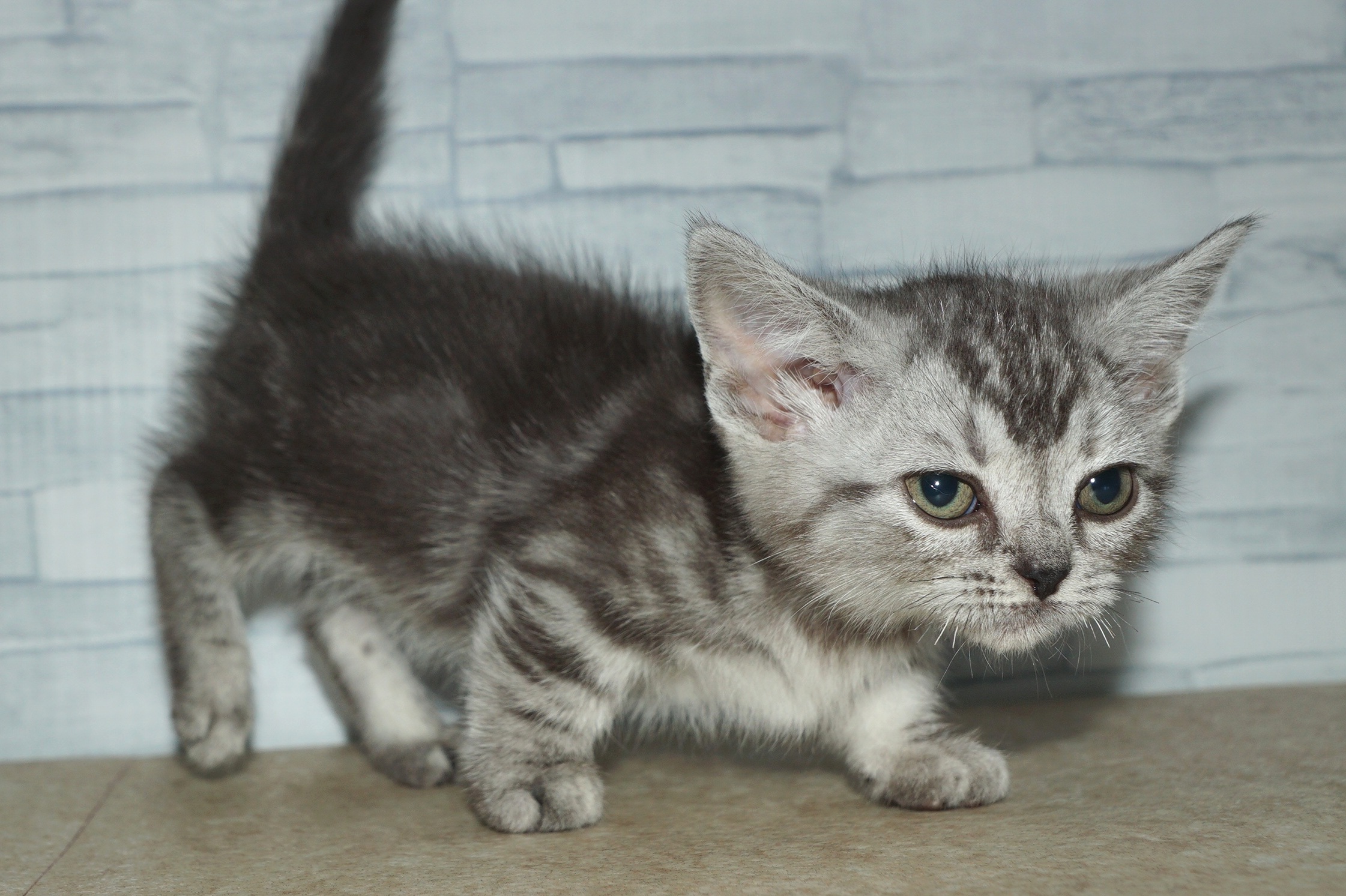神奈川県のマンチカン (きくちペット湘南平塚店/2025年11月13日生まれ/女の子/シルバータビー)の子猫の4枚目の画像