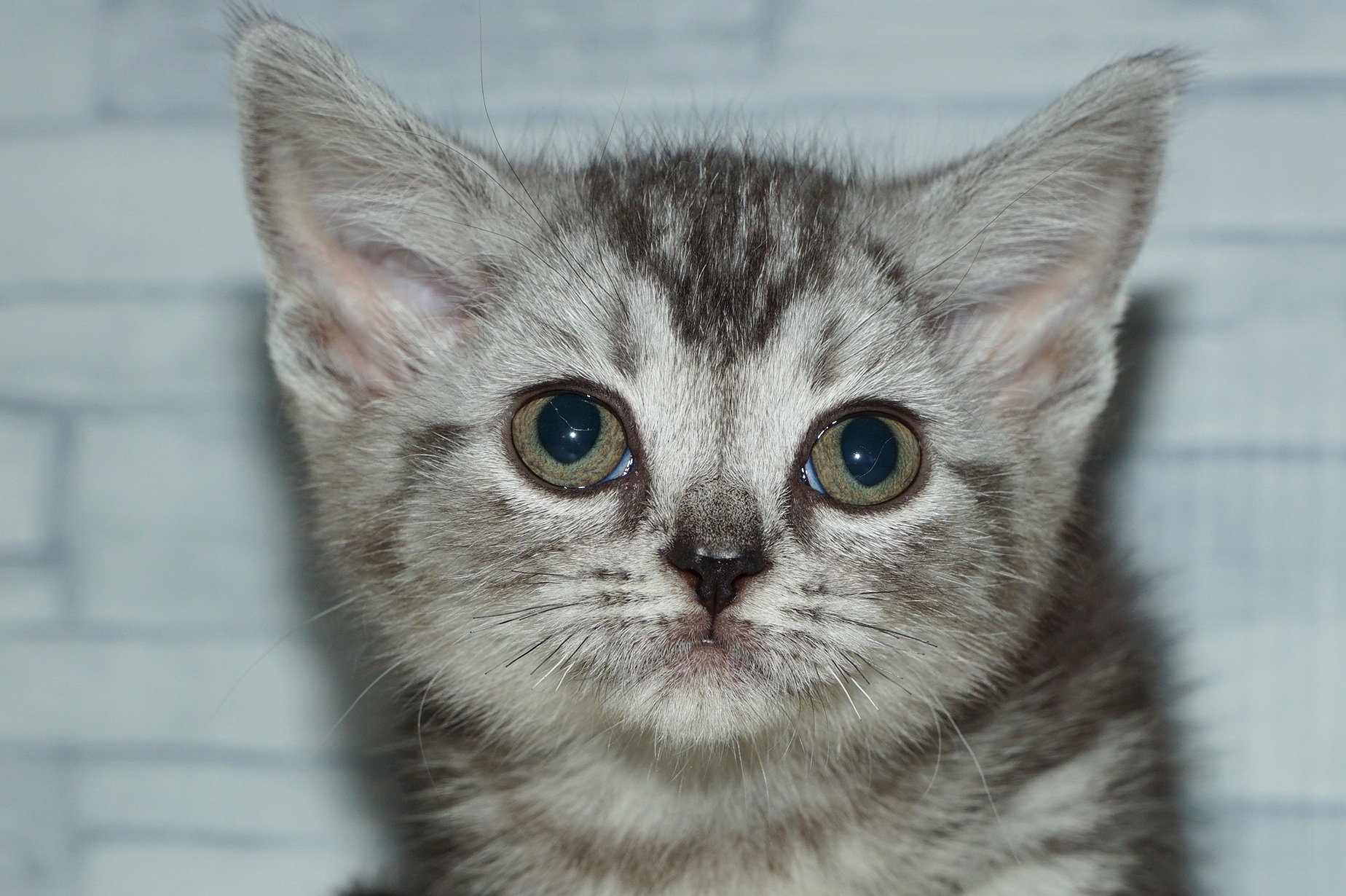 神奈川県のマンチカン (きくちペット湘南平塚店/2025年11月13日生まれ/女の子/シルバータビー)の子猫の1枚目の画像