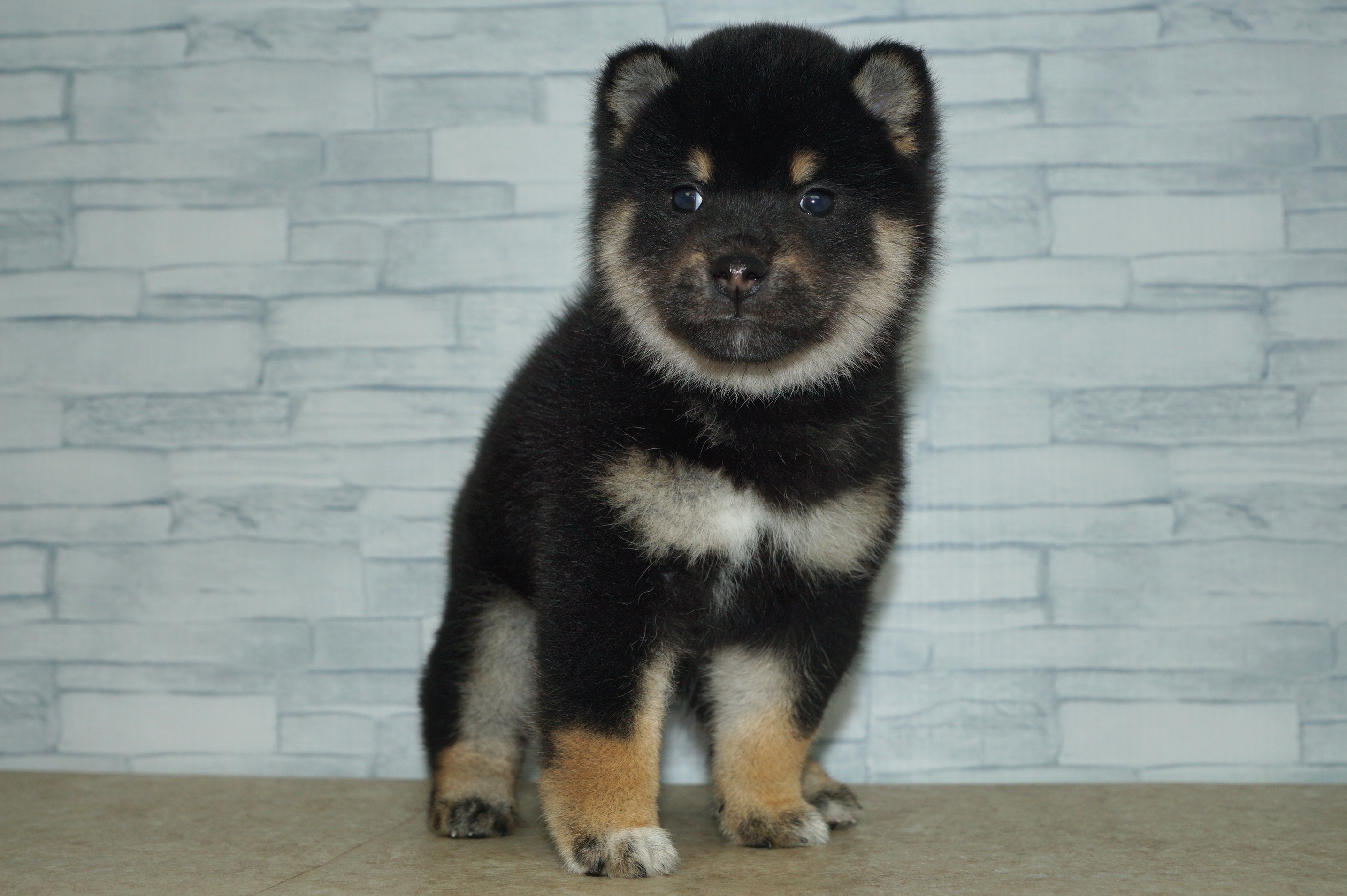 神奈川県の柴犬(標準サイズ) (きくちペット湘南平塚店/2025年11月16日生まれ/女の子/黒)の子犬の3枚目の画像