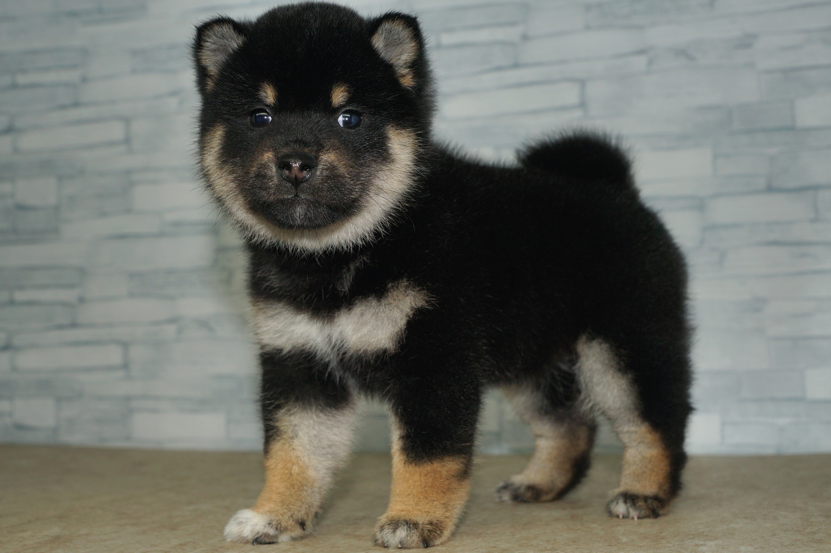 神奈川県の柴犬(標準サイズ) (きくちペット湘南平塚店/2025年11月16日生まれ/女の子/黒)の子犬の4枚目の画像