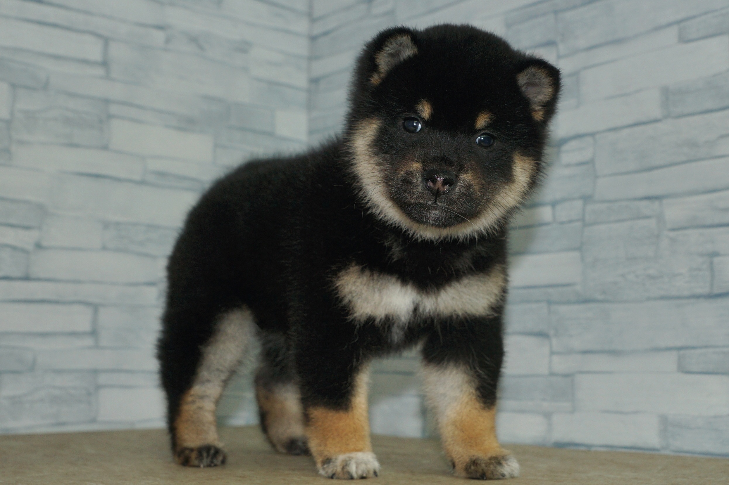 神奈川県の柴犬(標準サイズ) (きくちペット湘南平塚店/2025年11月16日生まれ/女の子/黒)の子犬の2枚目の画像