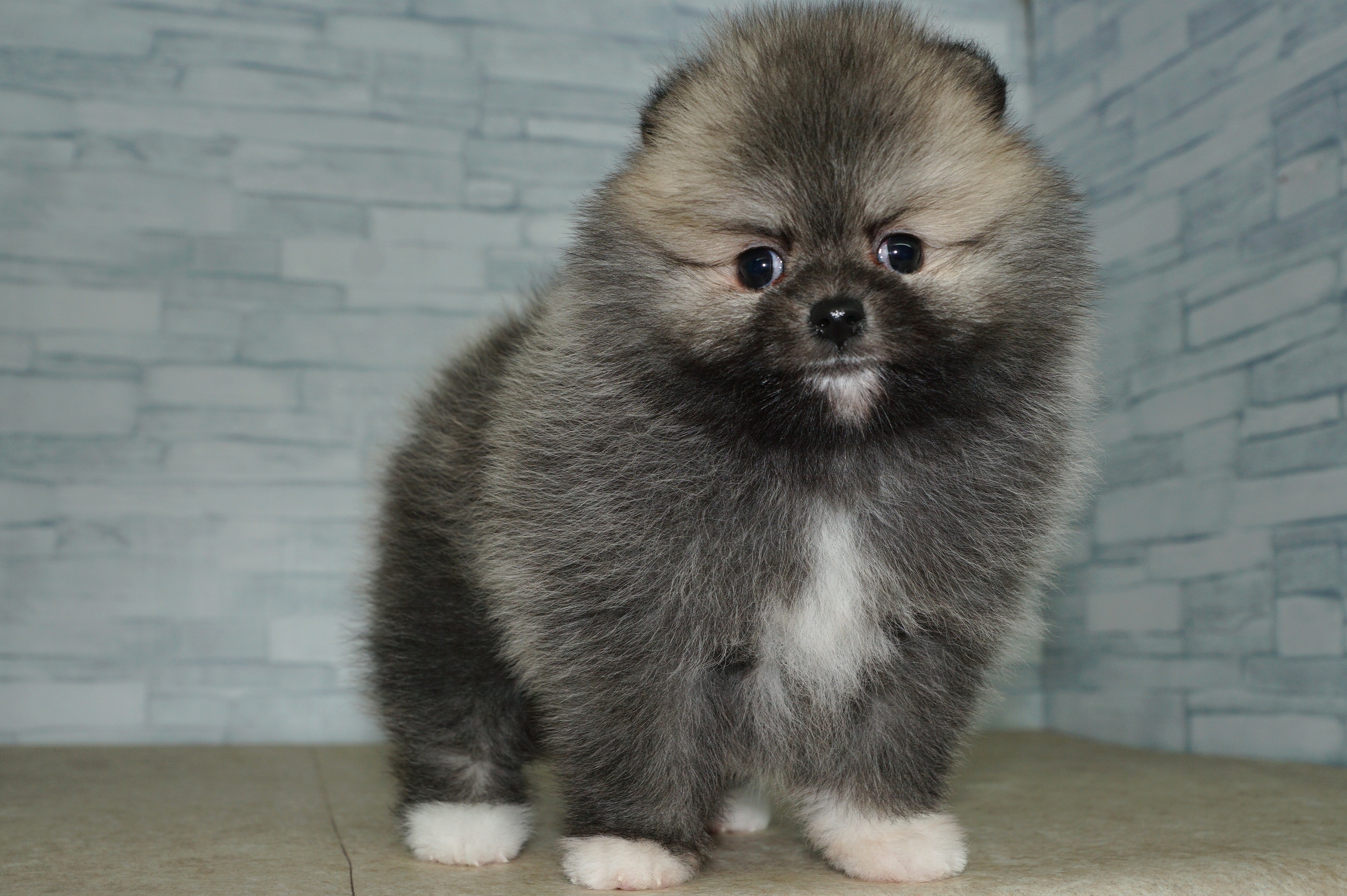 神奈川県のポメラニアン (きくちペット湘南平塚店/2025年11月15日生まれ/女の子/クリームセーブルホワイト)の子犬の2枚目の画像