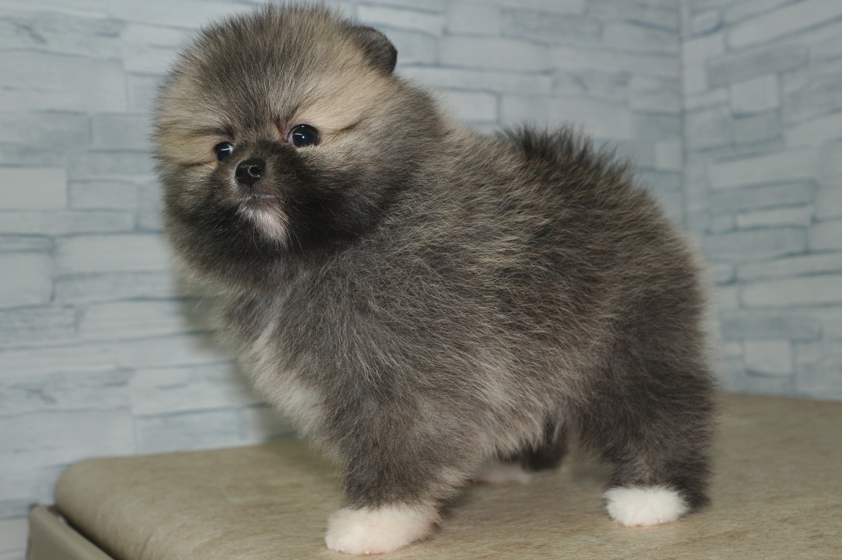 神奈川県のポメラニアン (きくちペット湘南平塚店/2025年11月15日生まれ/女の子/クリームセーブルホワイト)の子犬の4枚目の画像