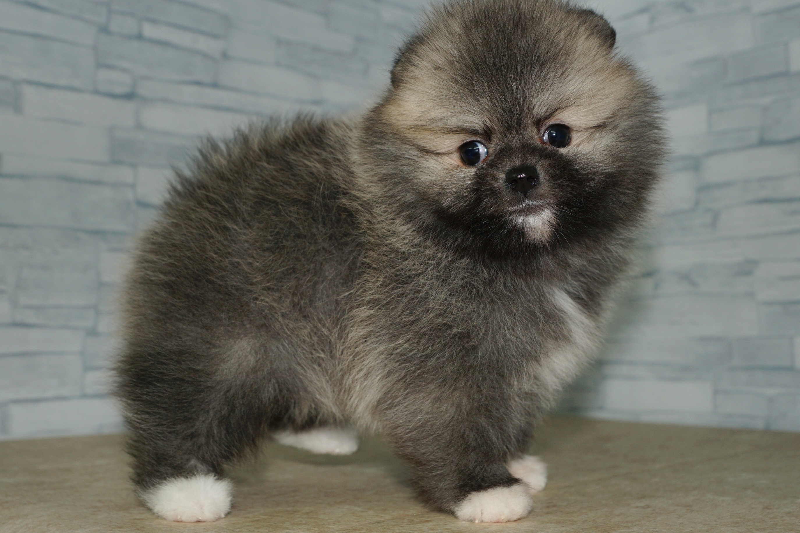 神奈川県のポメラニアン (きくちペット湘南平塚店/2025年11月15日生まれ/女の子/クリームセーブルホワイト)の子犬の3枚目の画像