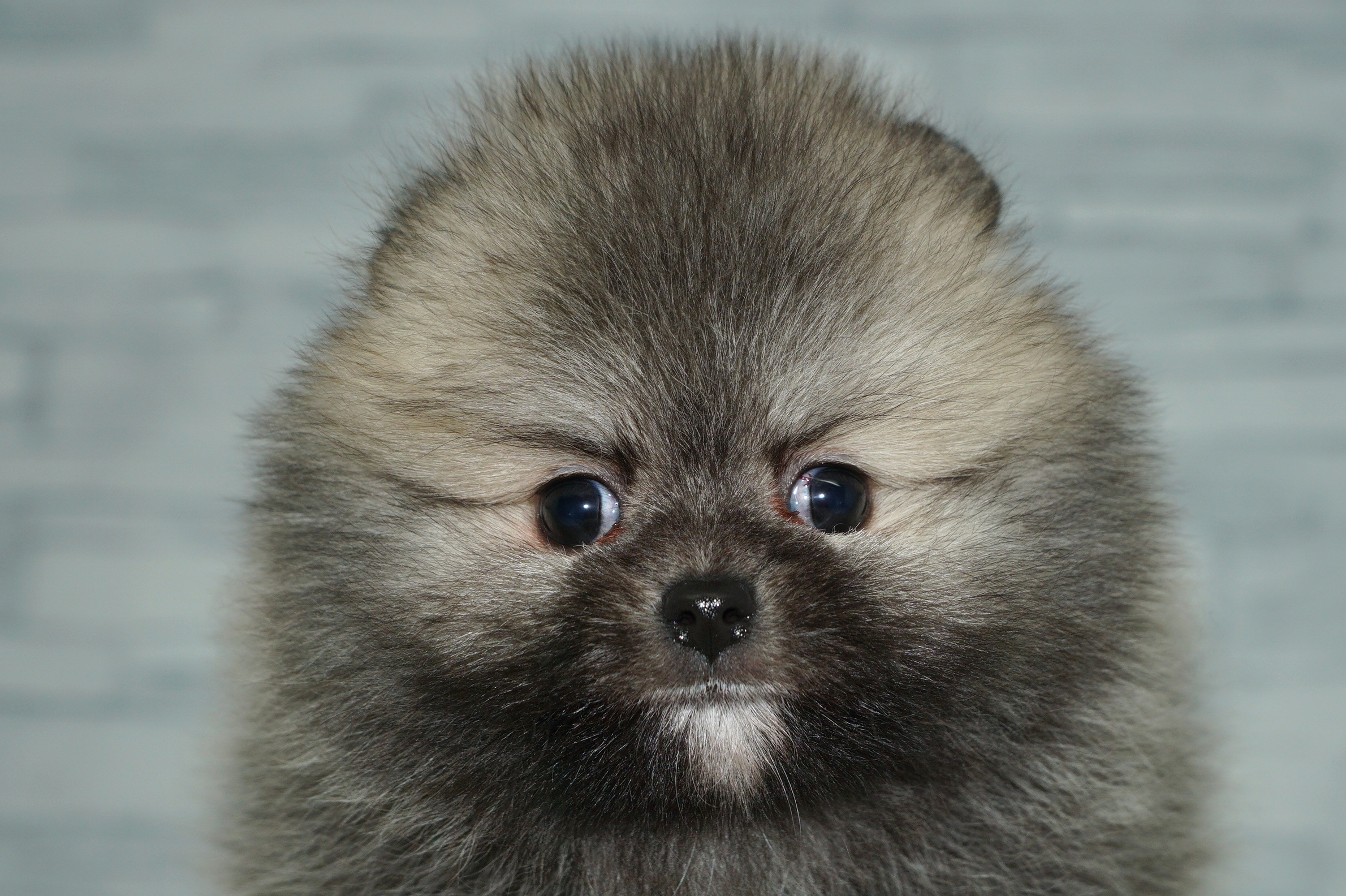 神奈川県のポメラニアン (きくちペット湘南平塚店/2025年11月15日生まれ/女の子/クリームセーブルホワイト)の子犬の1枚目の画像