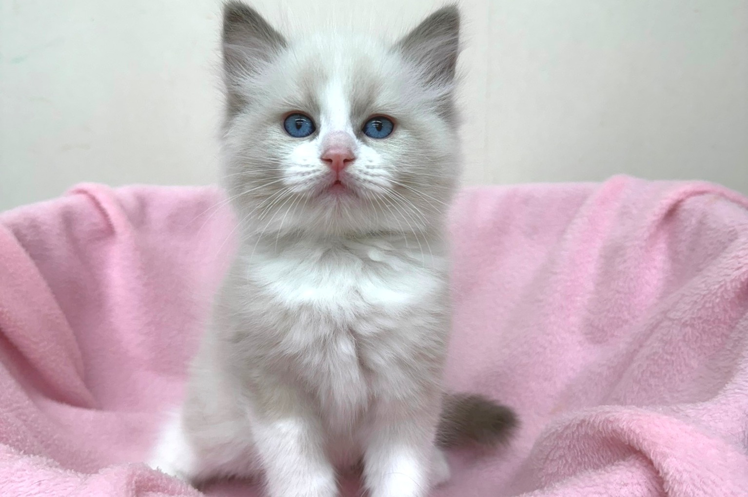 神奈川県のラグドール (きくちペット南足柄本店/2025年11月27日生まれ/男の子/ブルーポイントバイカラー)の子猫の3枚目の画像