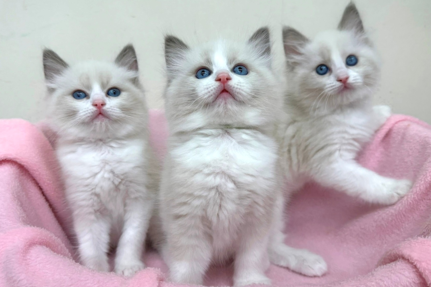 神奈川県のラグドール (きくちペット南足柄本店/2025年11月27日生まれ/男の子/ブルーポイントバイカラー)の子猫の2枚目の画像