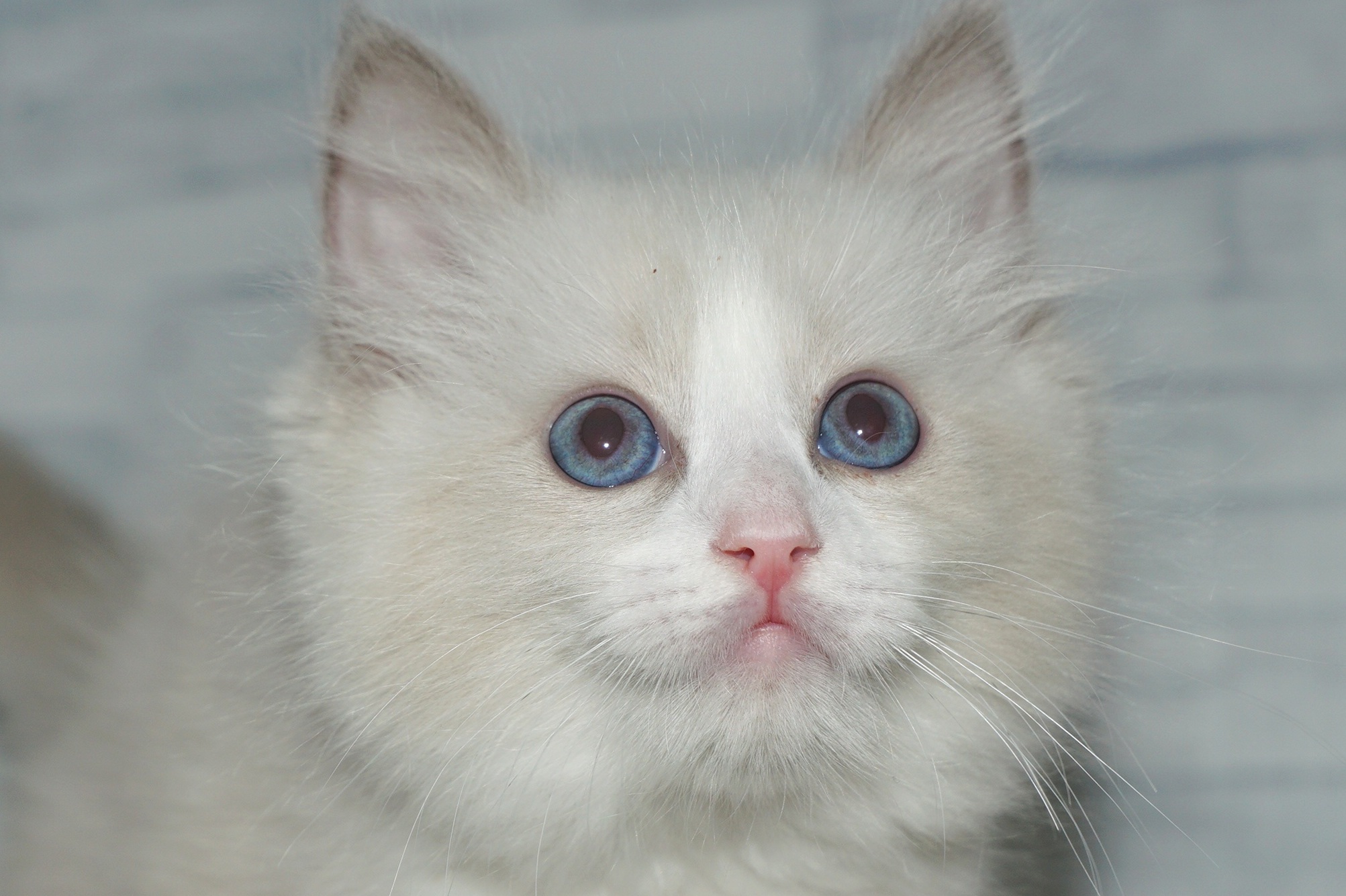 神奈川県のラグドール (きくちペット湘南平塚店/2025年11月27日生まれ/女の子/ブルーポイントバイカラー)の子猫の1枚目の画像