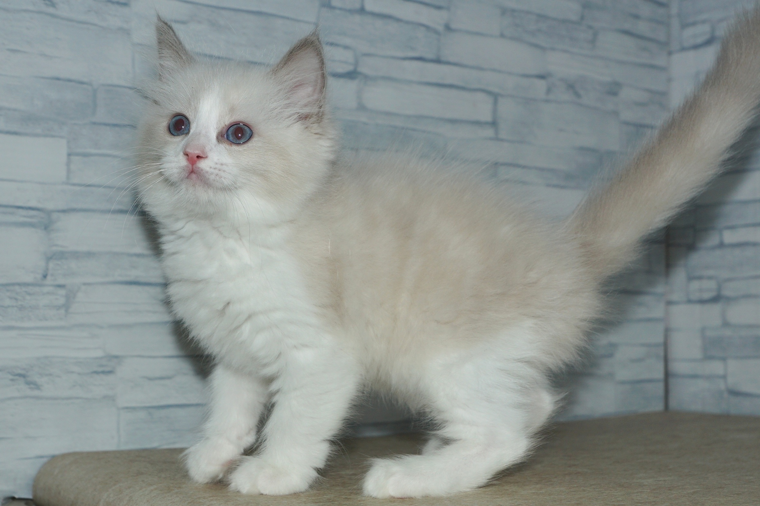 神奈川県のラグドール (きくちペット湘南平塚店/2025年11月27日生まれ/女の子/ブルーポイントバイカラー)の子猫の4枚目の画像