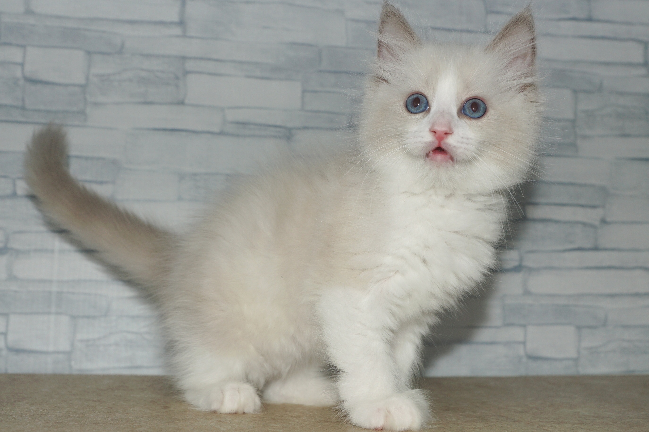 神奈川県のラグドール (きくちペット湘南平塚店/2025年11月27日生まれ/女の子/ブルーポイントバイカラー)の子猫の2枚目の画像