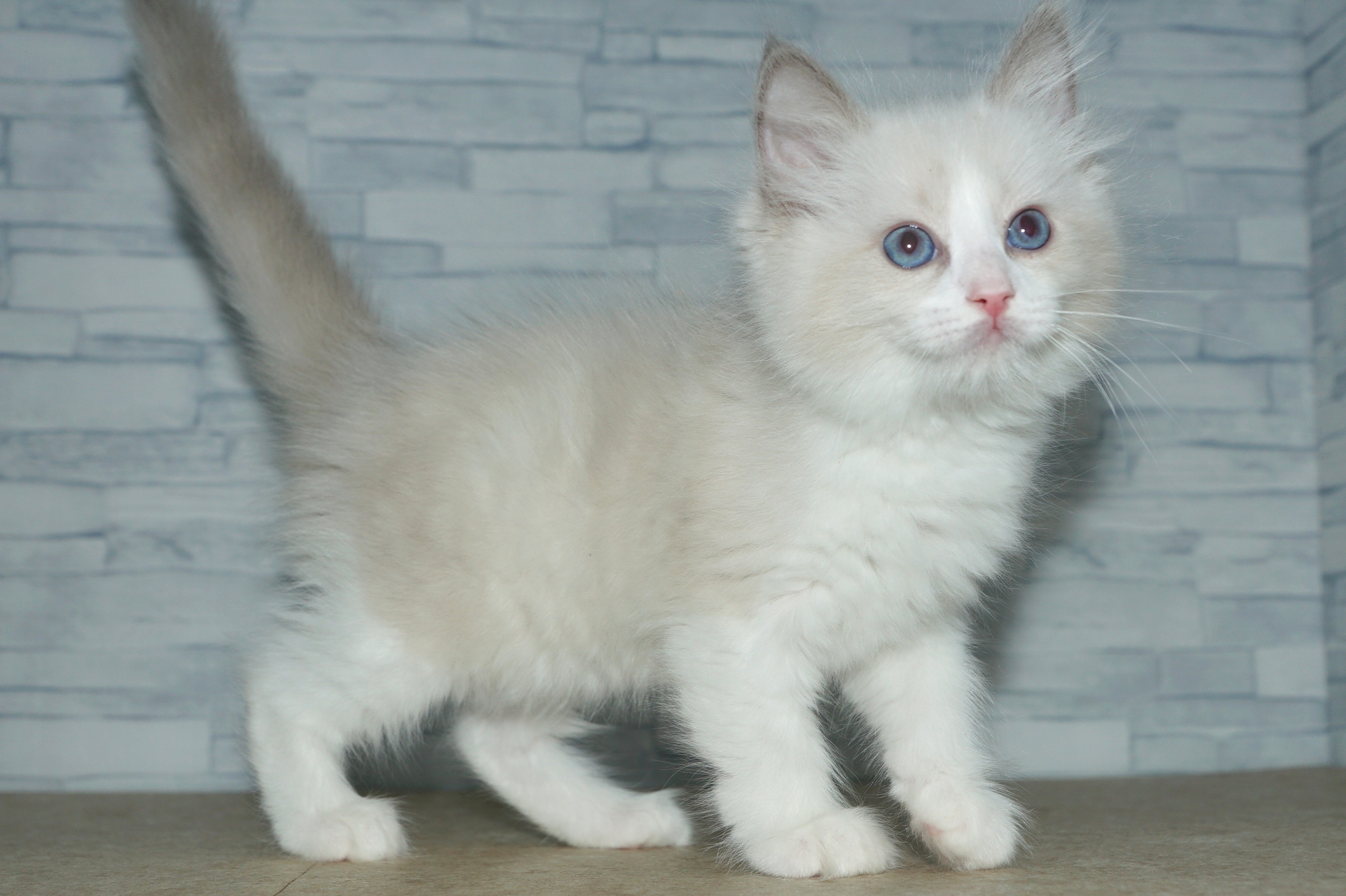 神奈川県のラグドール (きくちペット湘南平塚店/2025年11月27日生まれ/女の子/ブルーポイントバイカラー)の子猫の3枚目の画像