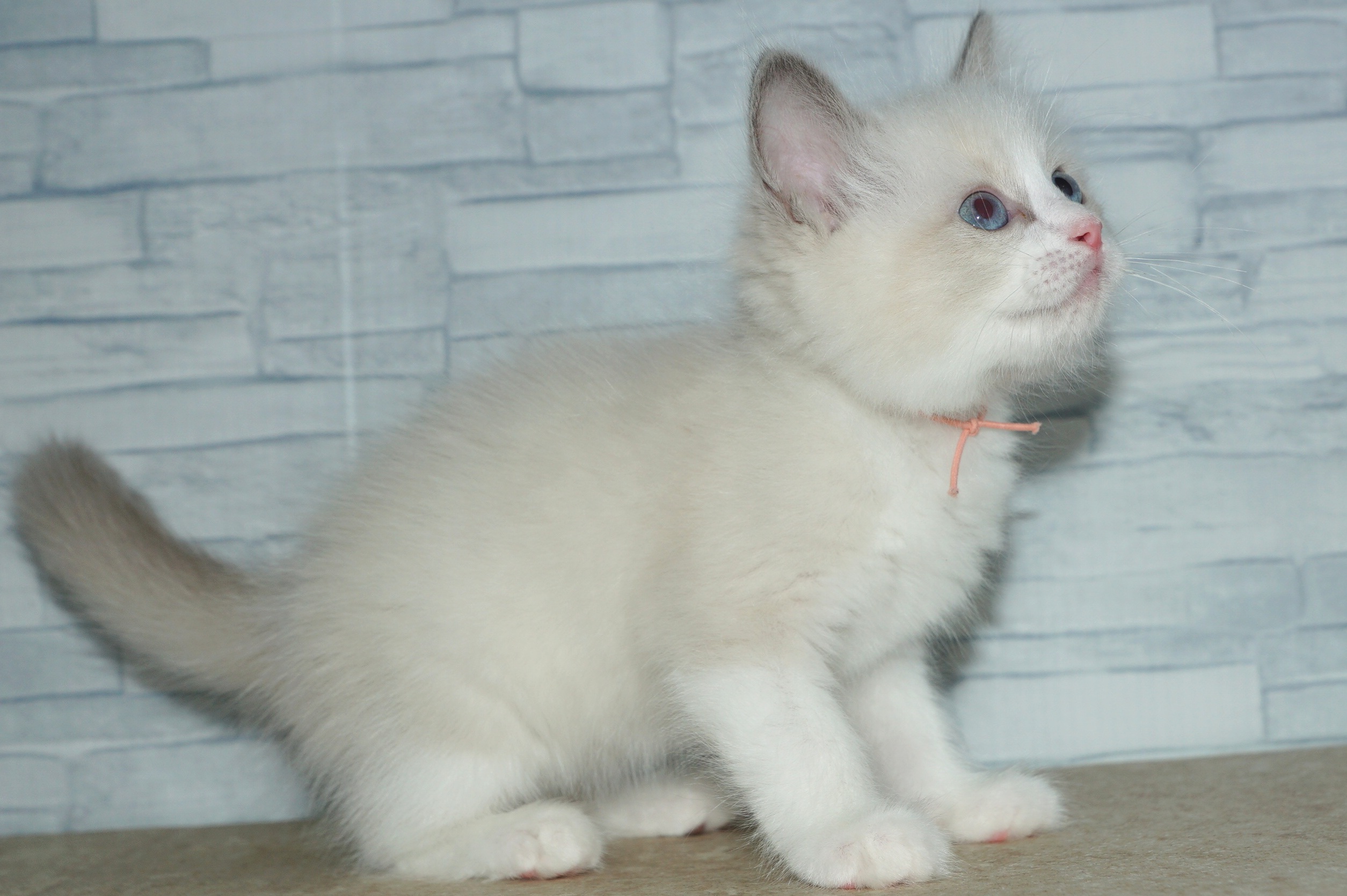 神奈川県のラグドール (きくちペット湘南平塚店/2025年11月27日生まれ/男の子/ブルーポイントバイカラー)の子猫の3枚目の画像