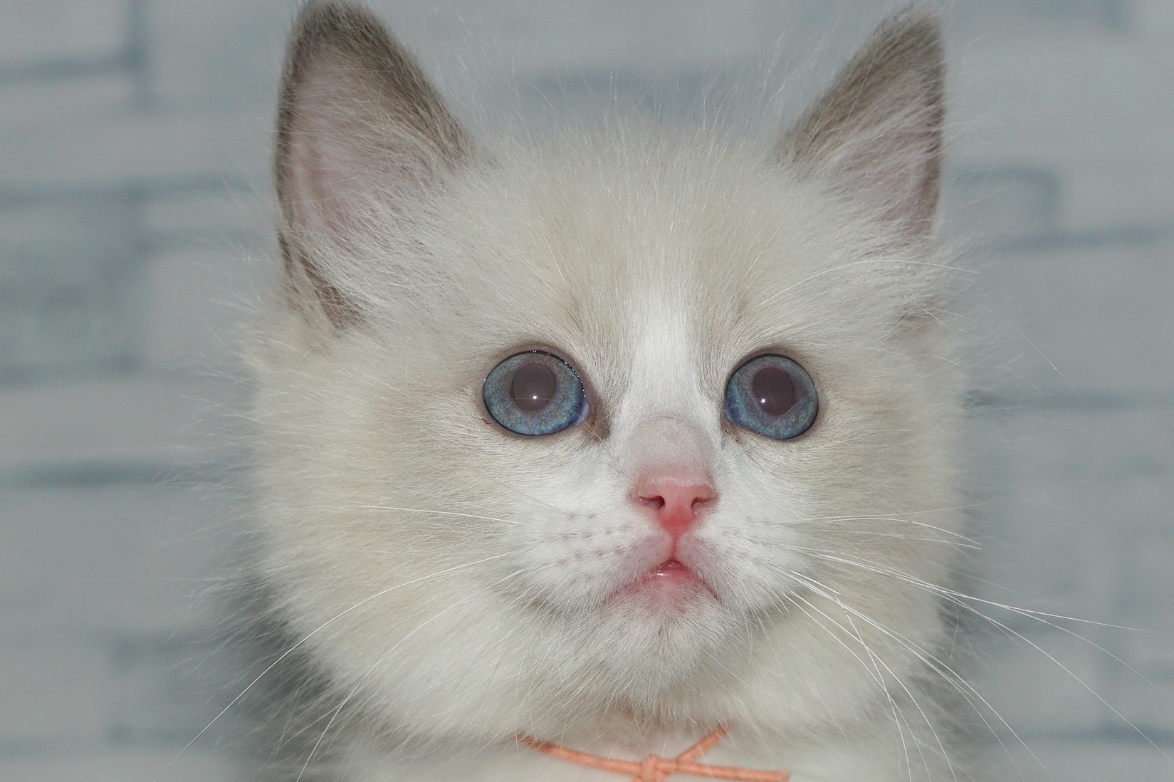 神奈川県のラグドール (きくちペット湘南平塚店/2025年11月27日生まれ/男の子/ブルーポイントバイカラー)の子猫の1枚目の画像