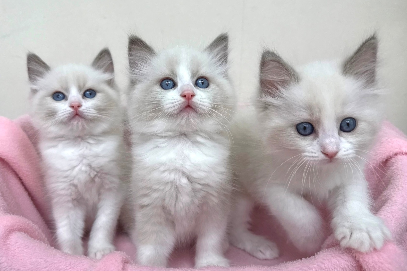 神奈川県のラグドール (きくちペット南足柄本店/2025年11月27日生まれ/女の子/ブルーポイントバイカラー)の子猫の1枚目の画像