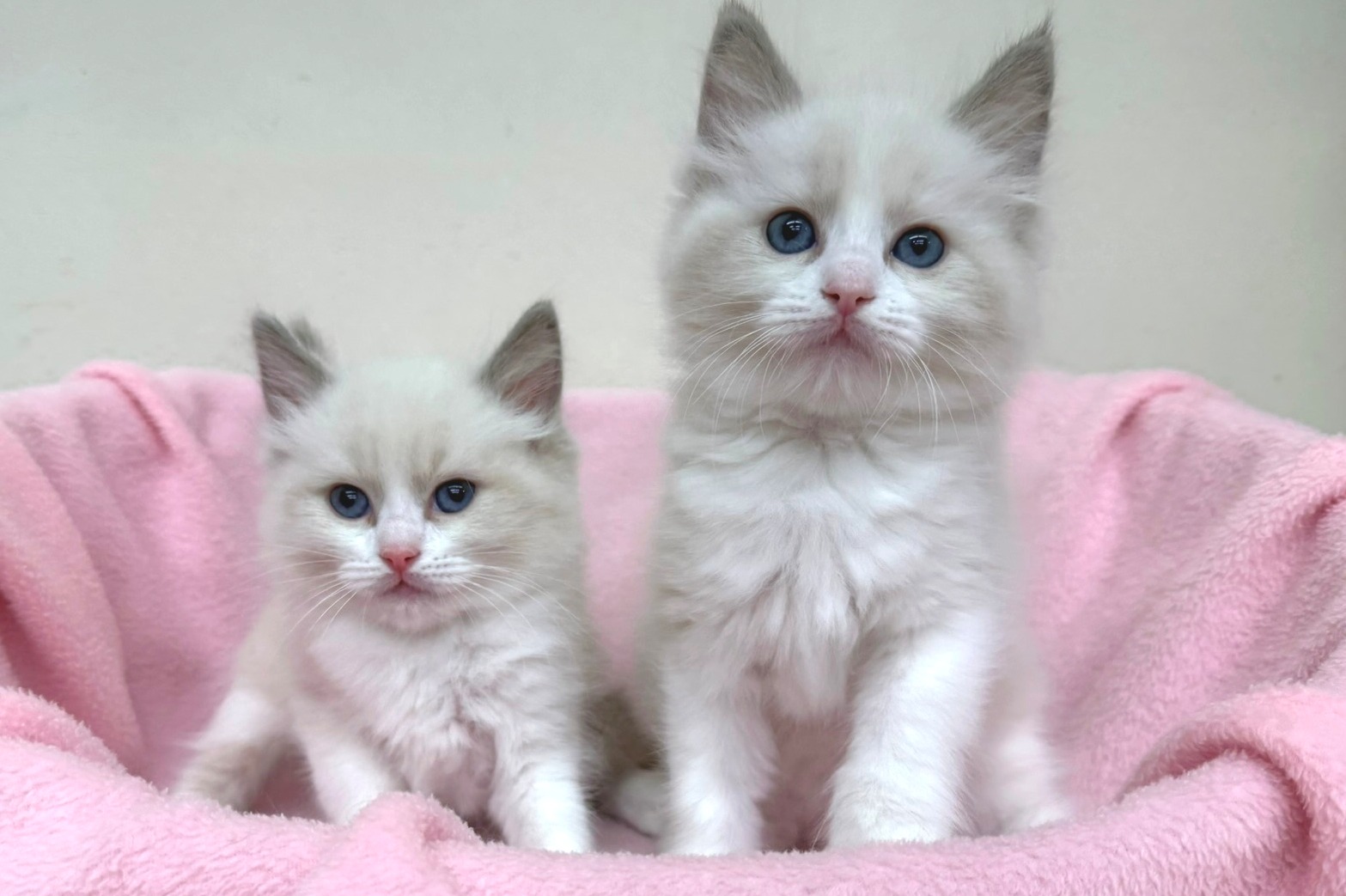 神奈川県のラグドール (きくちペット南足柄本店/2025年11月27日生まれ/女の子/ブルーポイントバイカラー)の子猫の3枚目の画像