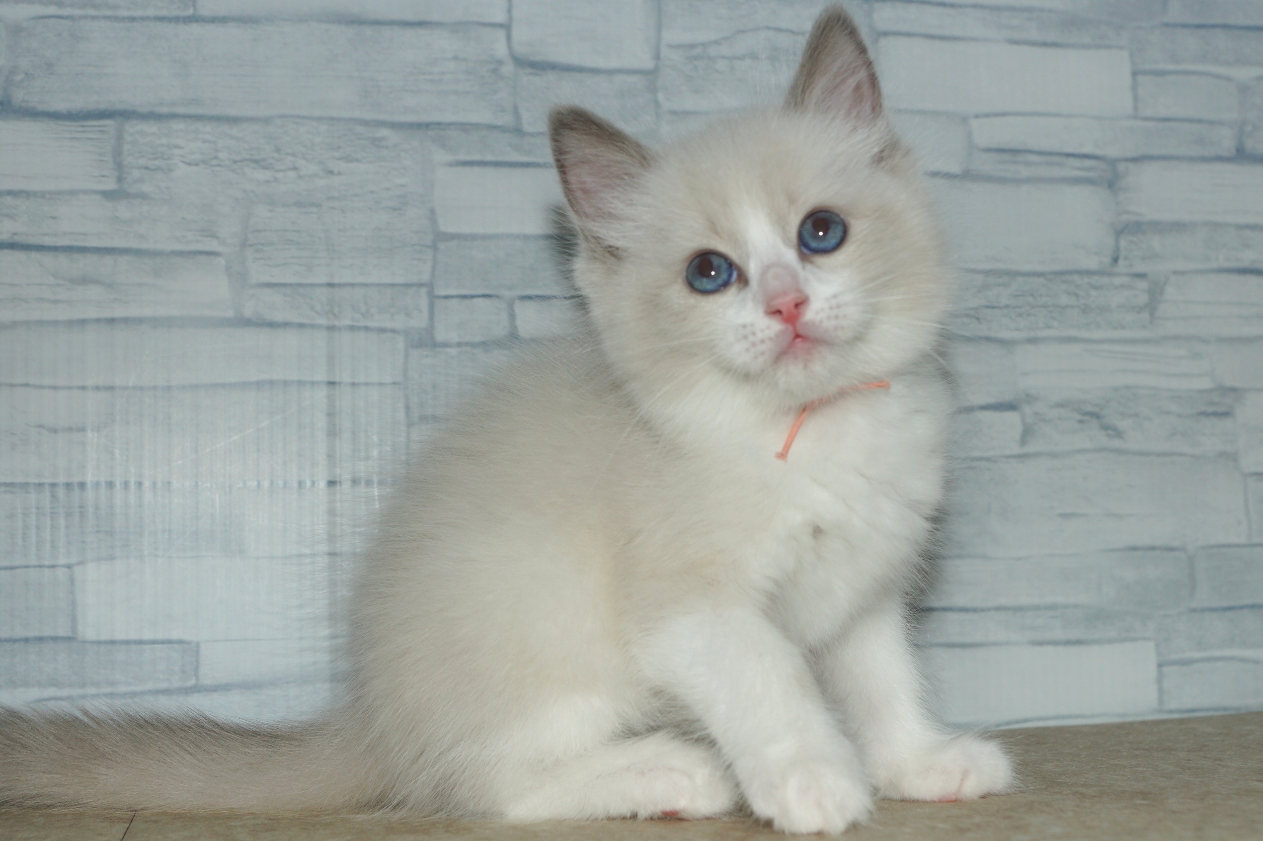 神奈川県のラグドール (きくちペット湘南平塚店/2025年11月27日生まれ/男の子/ブルーポイントバイカラー)の子猫の4枚目の画像