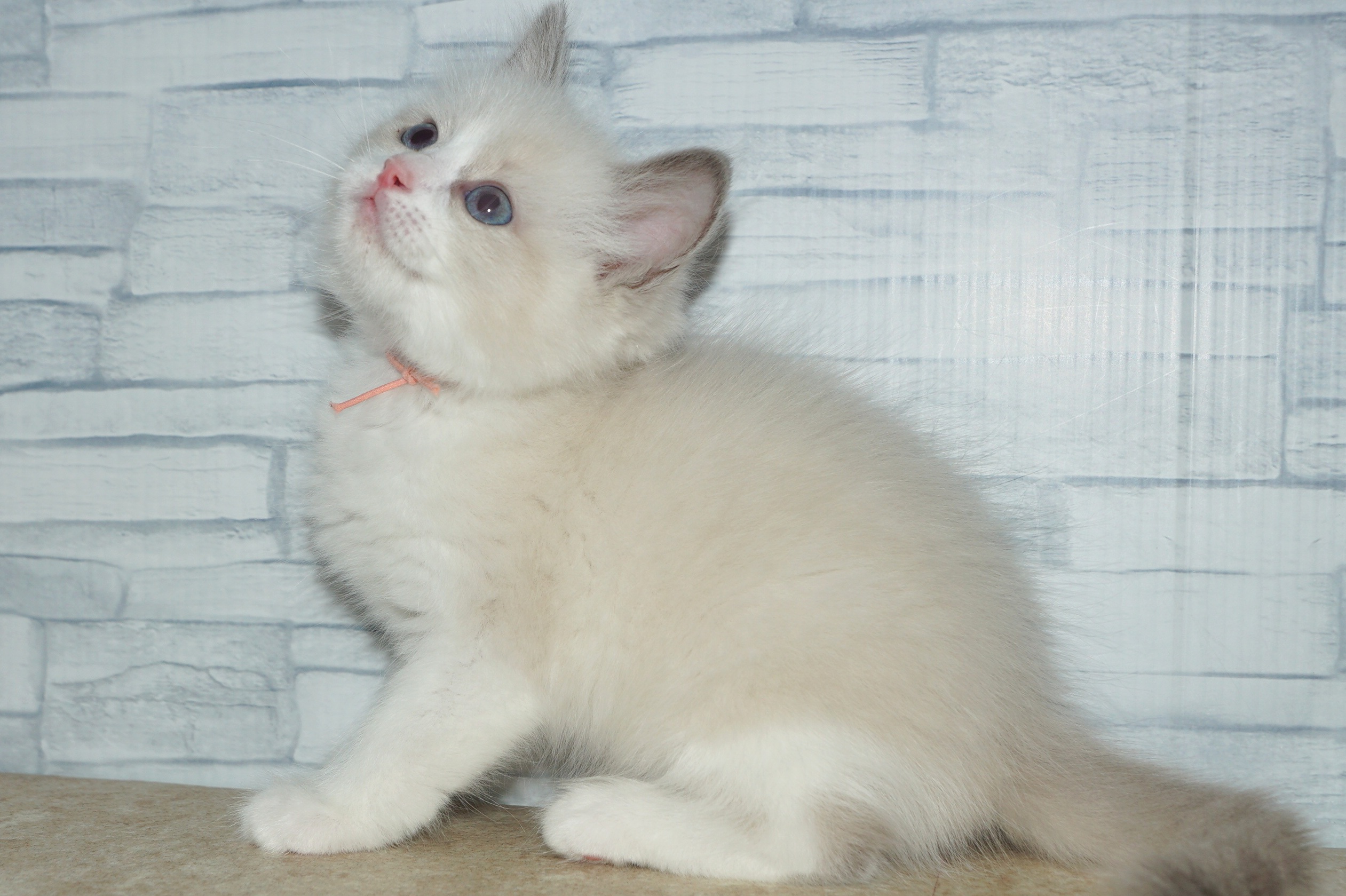 神奈川県のラグドール (きくちペット湘南平塚店/2025年11月27日生まれ/男の子/ブルーポイントバイカラー)の子猫の2枚目の画像