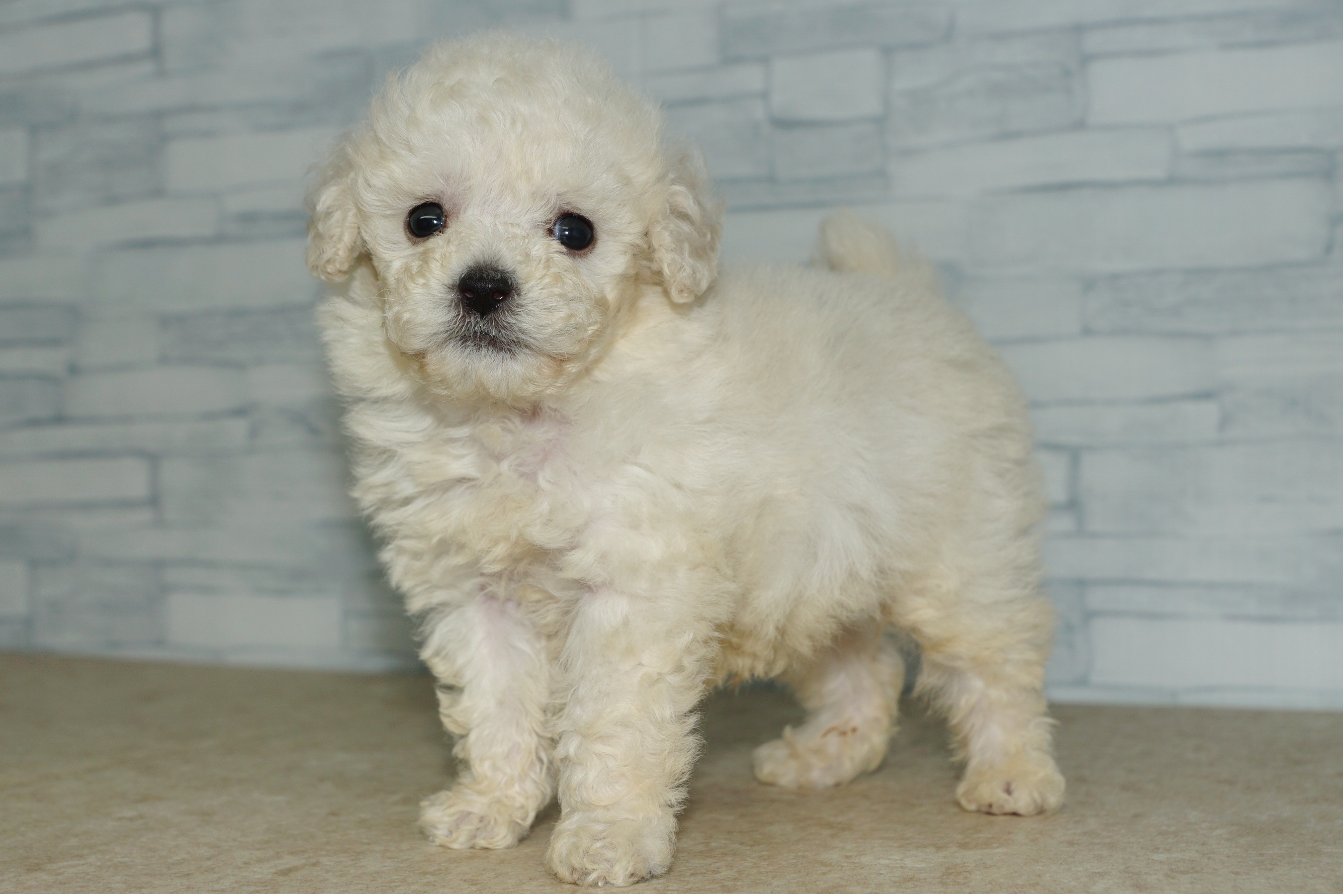 神奈川県のトイプードル(トイ) (きくちペット湘南平塚店/2025年11月23日生まれ/男の子/クリーム)の子犬の4枚目の画像