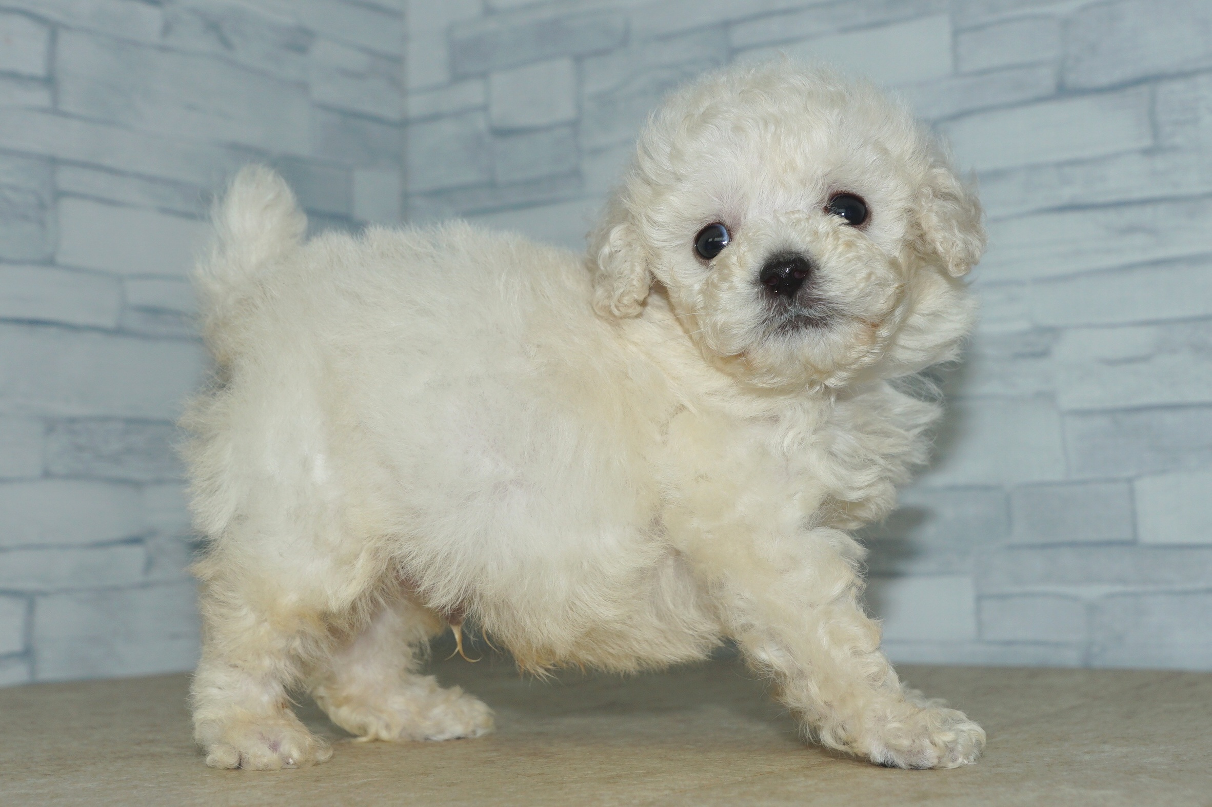 神奈川県のトイプードル(トイ) (きくちペット湘南平塚店/2025年11月23日生まれ/男の子/クリーム)の子犬の3枚目の画像