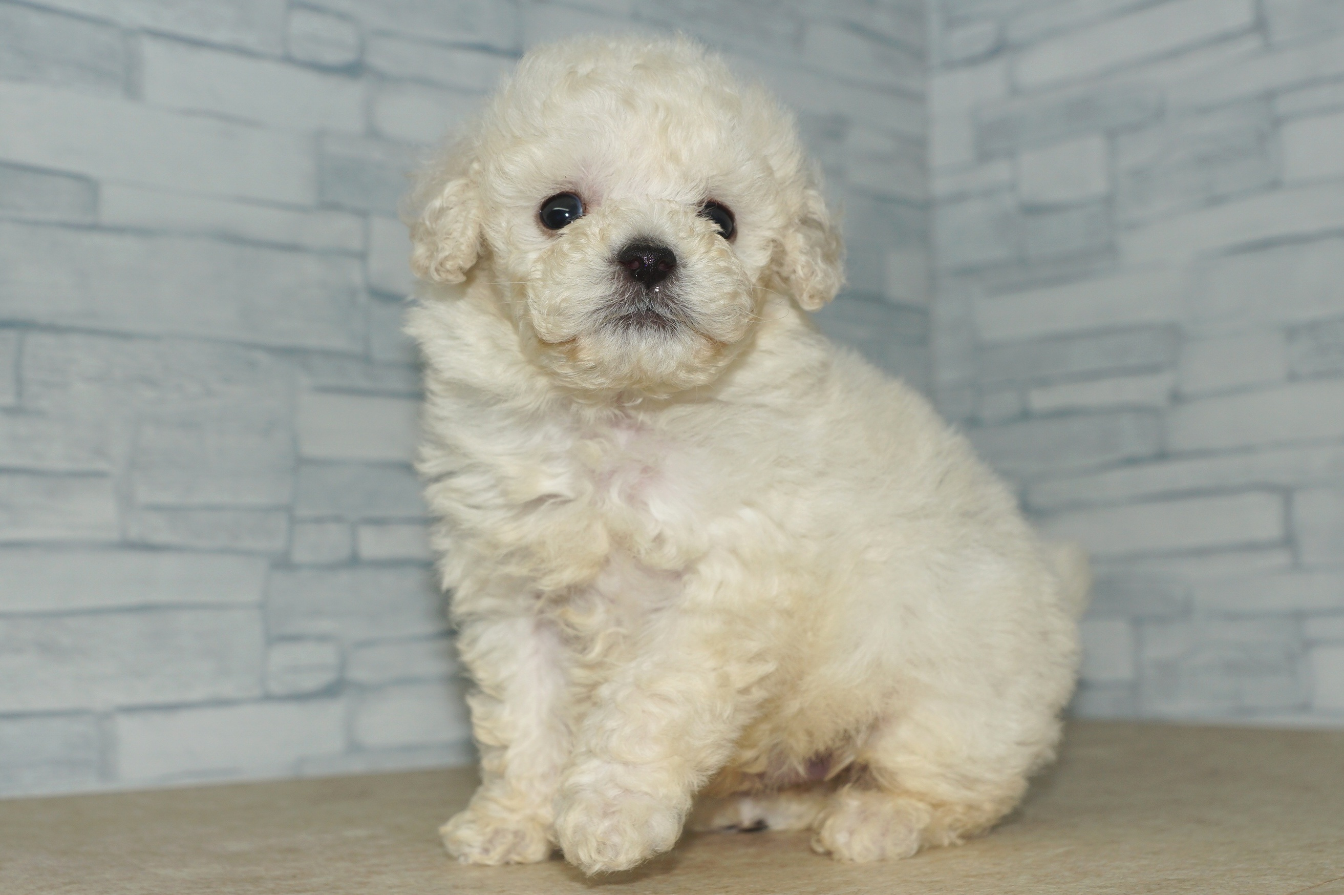 神奈川県のトイプードル(トイ) (きくちペット湘南平塚店/2025年11月23日生まれ/男の子/クリーム)の子犬の2枚目の画像