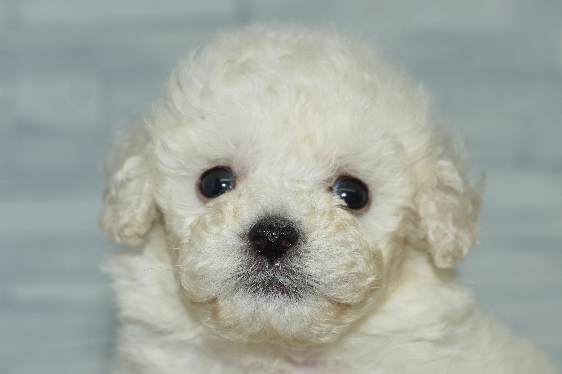 神奈川県のトイプードル(トイ) (きくちペット湘南平塚店/2025年11月23日生まれ/男の子/クリーム)の子犬の1枚目の画像