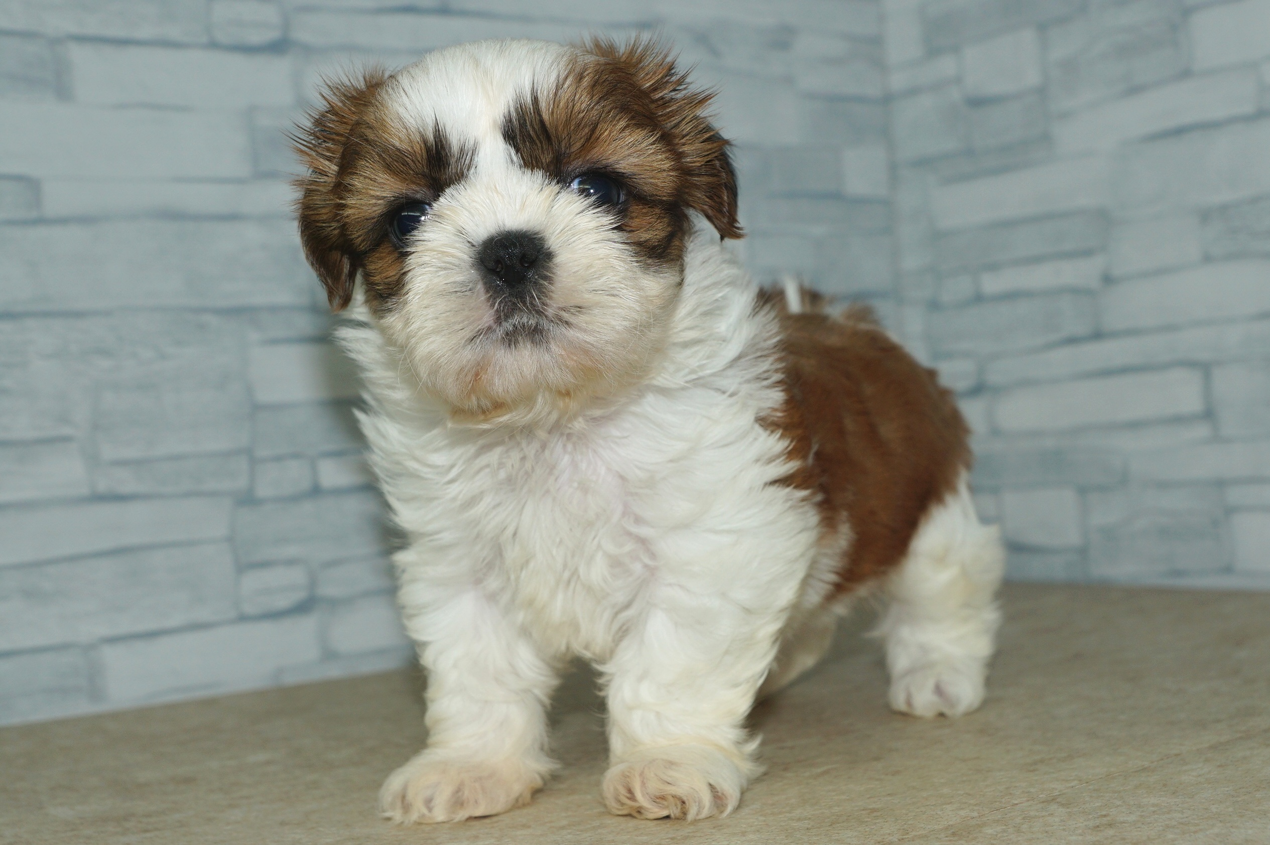 神奈川県のシーズー (きくちペット湘南平塚店/2025年11月22日生まれ/女の子/ブラウンホワイト)の子犬の3枚目の画像