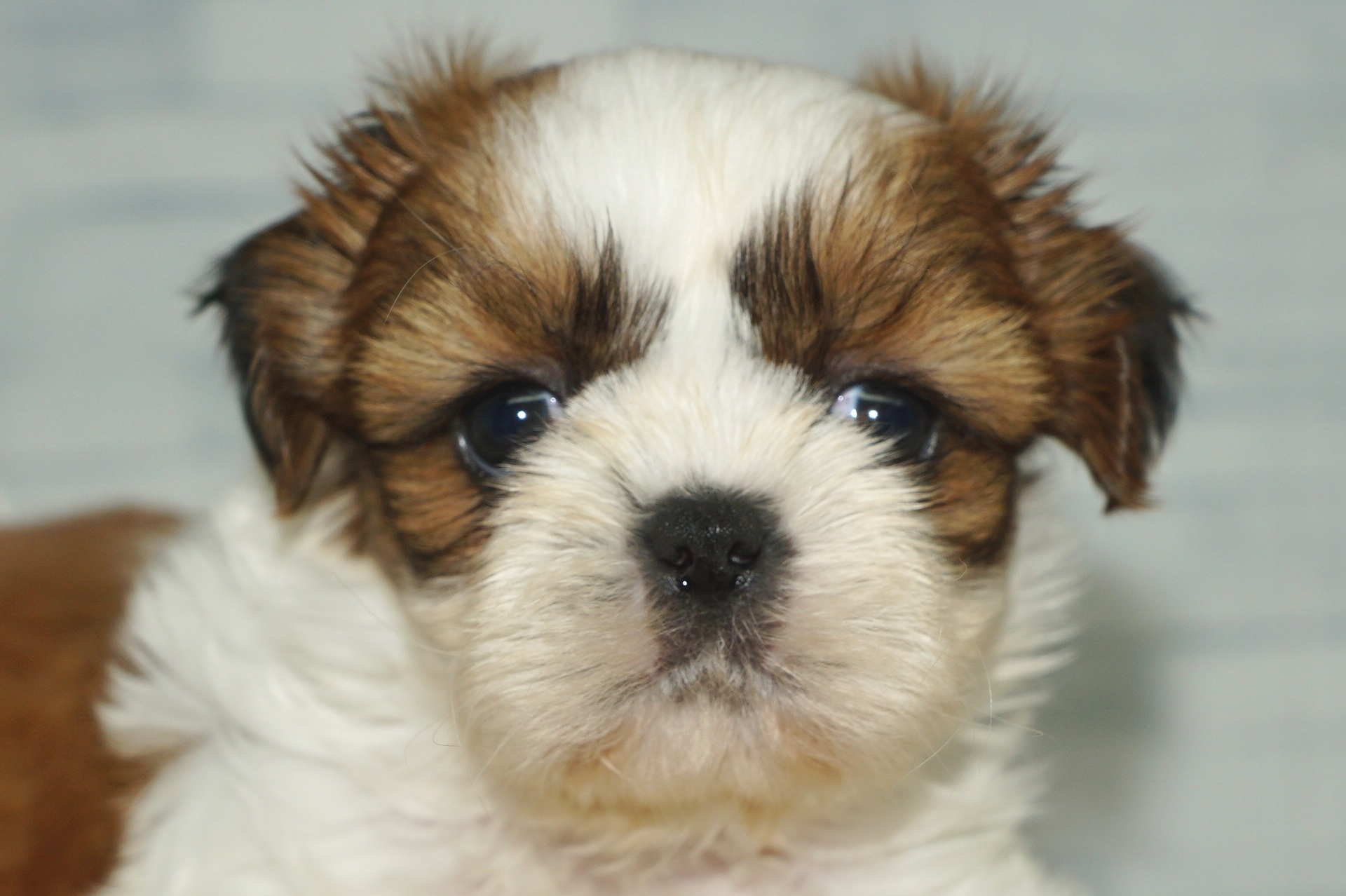 神奈川県のシーズー (きくちペット湘南平塚店/2025年11月22日生まれ/女の子/ブラウンホワイト)の子犬の1枚目の画像