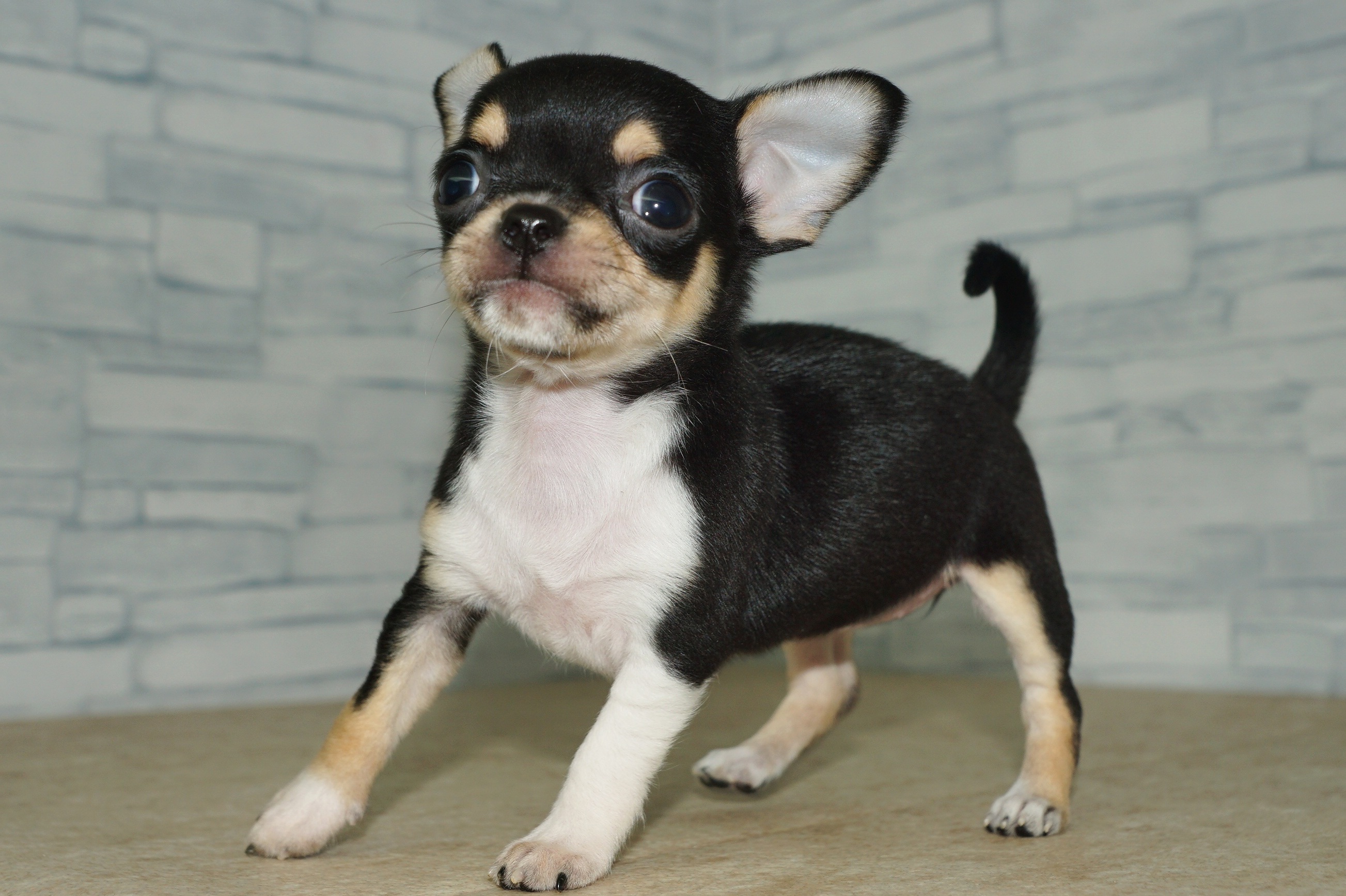 神奈川県のチワワ(ロング) (きくちペット湘南平塚店/2025年11月22日生まれ/女の子/ブラックタンホワイト)の子犬の4枚目の画像