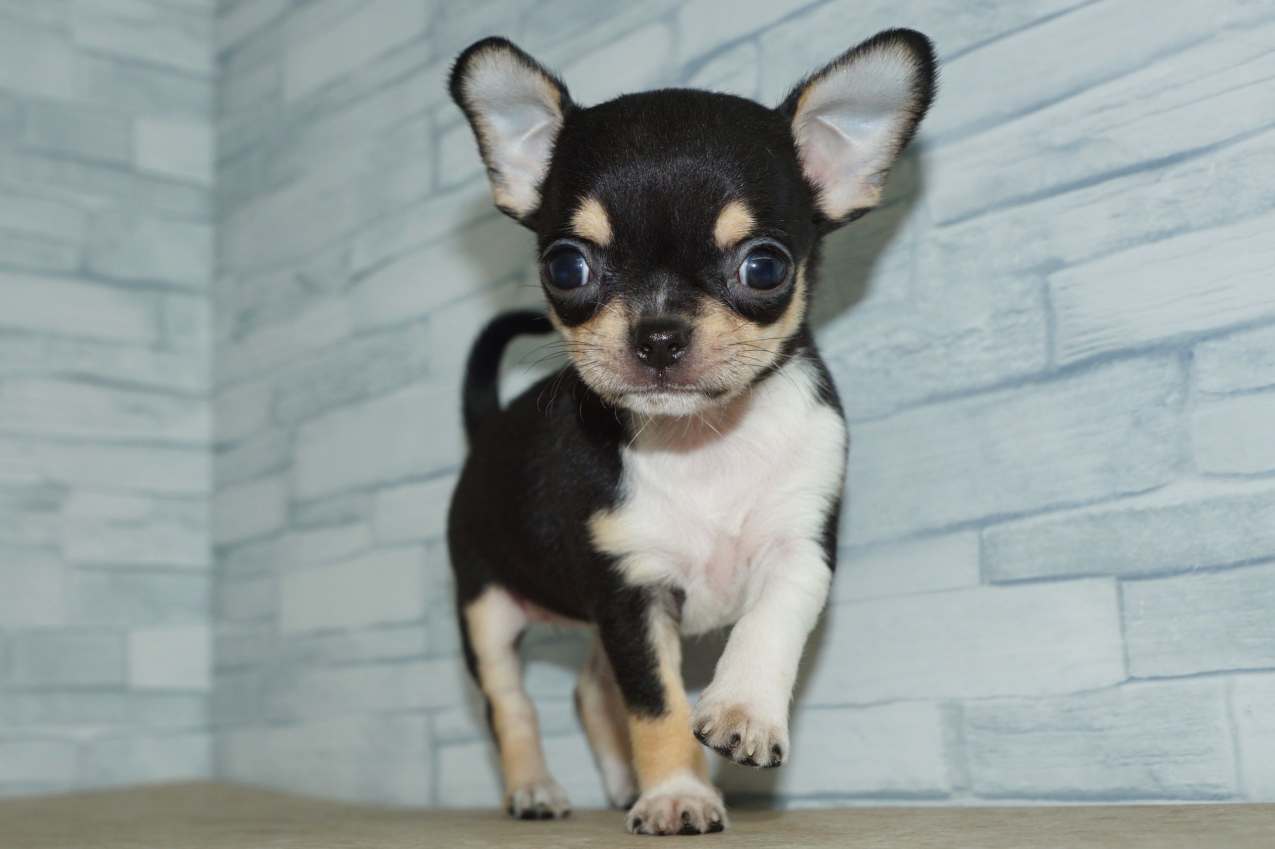 神奈川県のチワワ(ロング) (きくちペット湘南平塚店/2025年11月22日生まれ/女の子/ブラックタンホワイト)の子犬の3枚目の画像