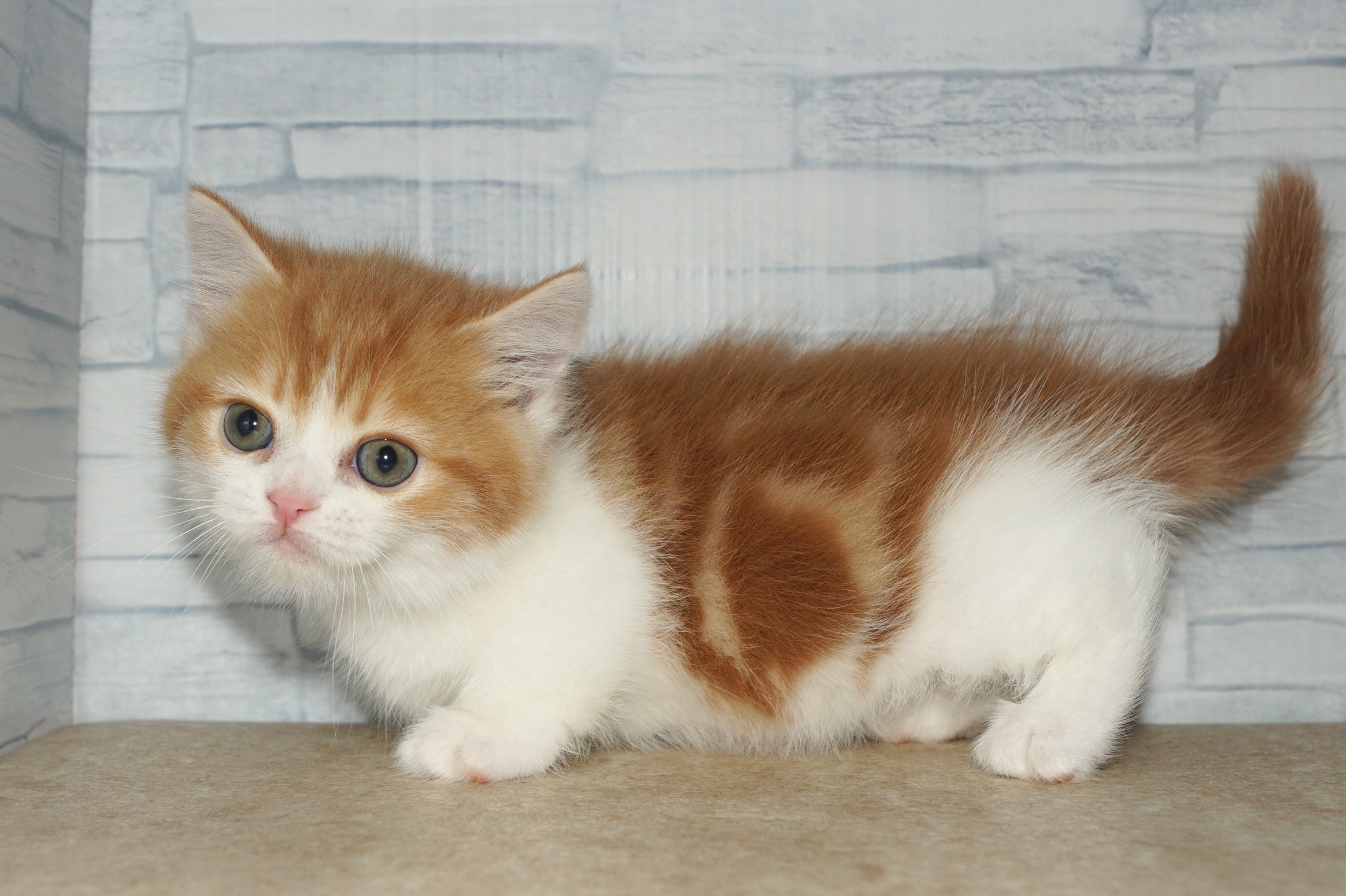 神奈川県のミヌエット (きくちペット湘南平塚店/2025年11月22日生まれ/男の子/レッドタビーホワイト)の子猫の3枚目の画像