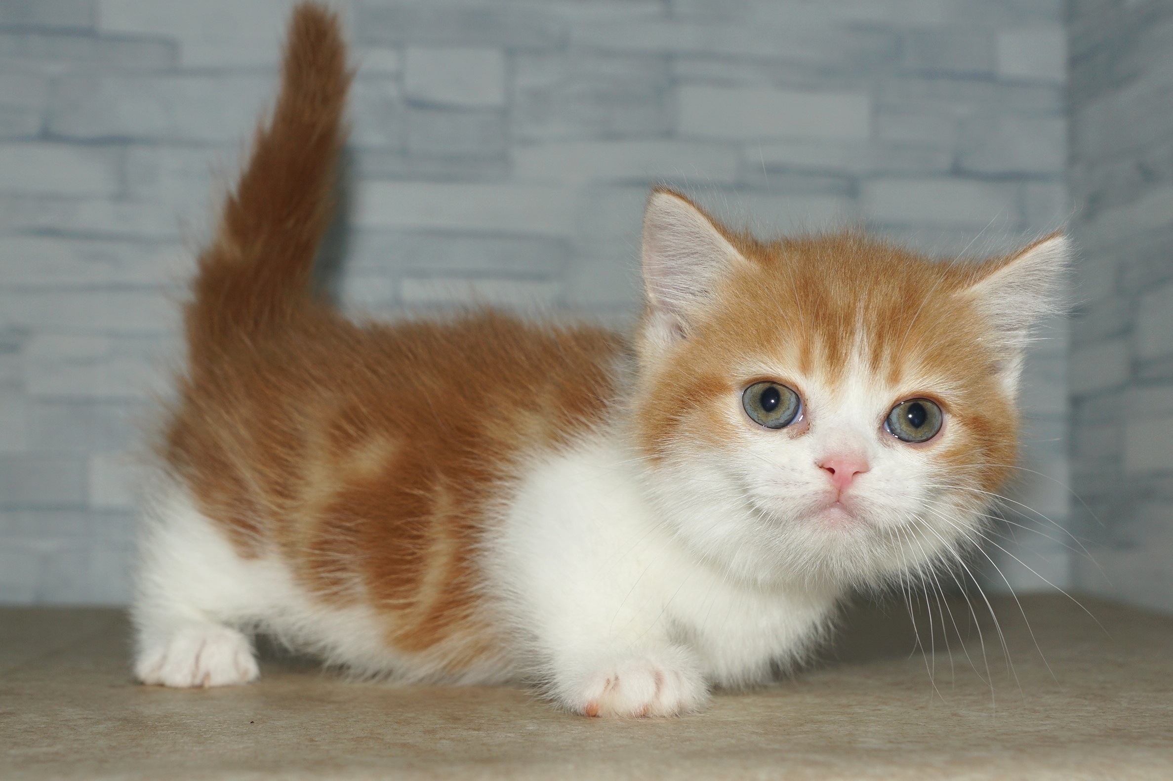 神奈川県のミヌエット (きくちペット湘南平塚店/2025年11月22日生まれ/男の子/レッドタビーホワイト)の子猫の2枚目の画像