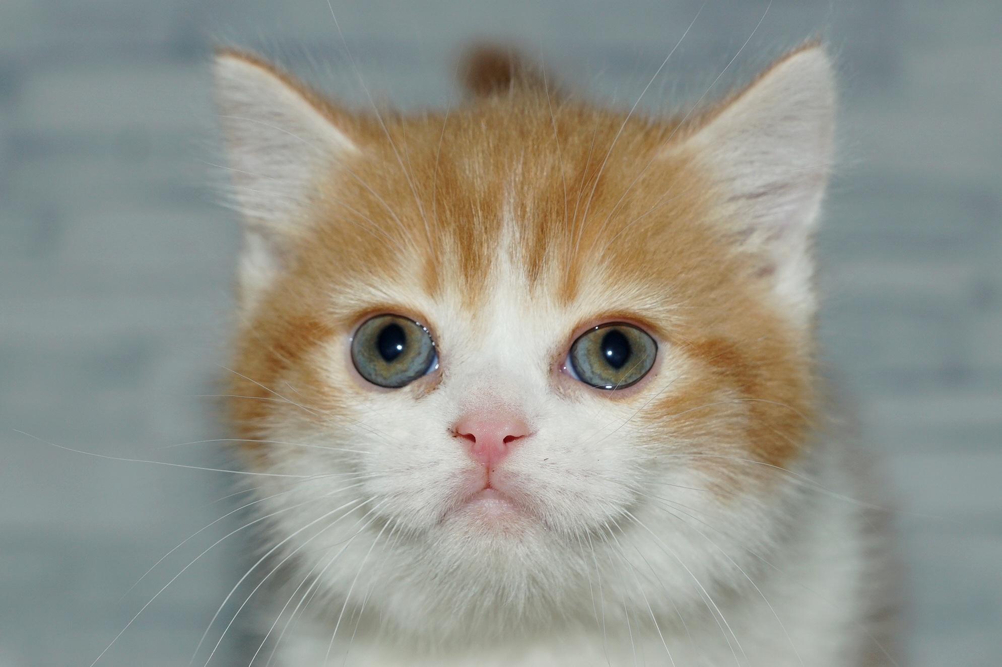 神奈川県のミヌエット (きくちペット湘南平塚店/2025年11月22日生まれ/男の子/レッドタビーホワイト)の子猫の1枚目の画像